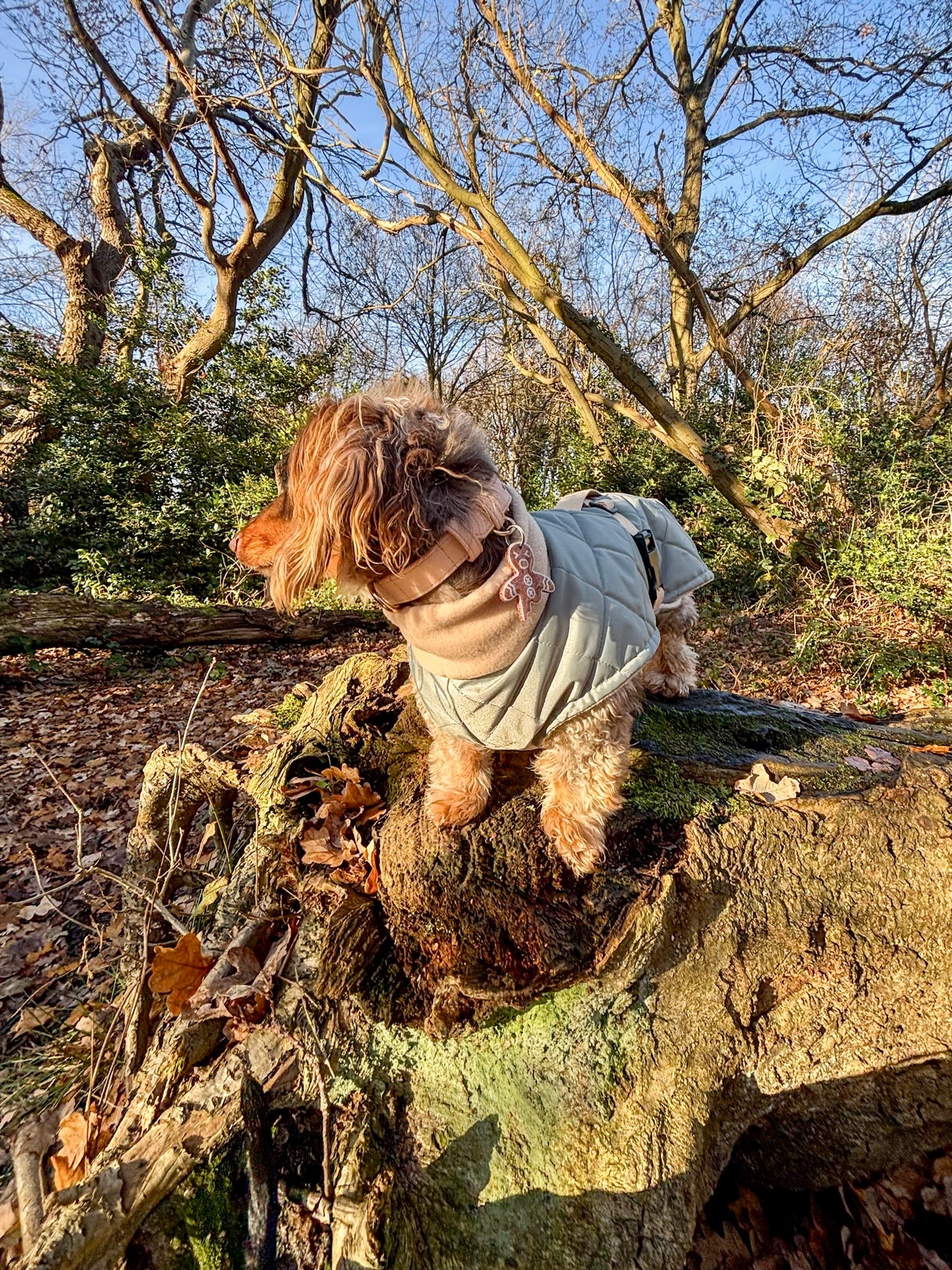 Sage Quilted Full Tummy Coat with Fleece Lining