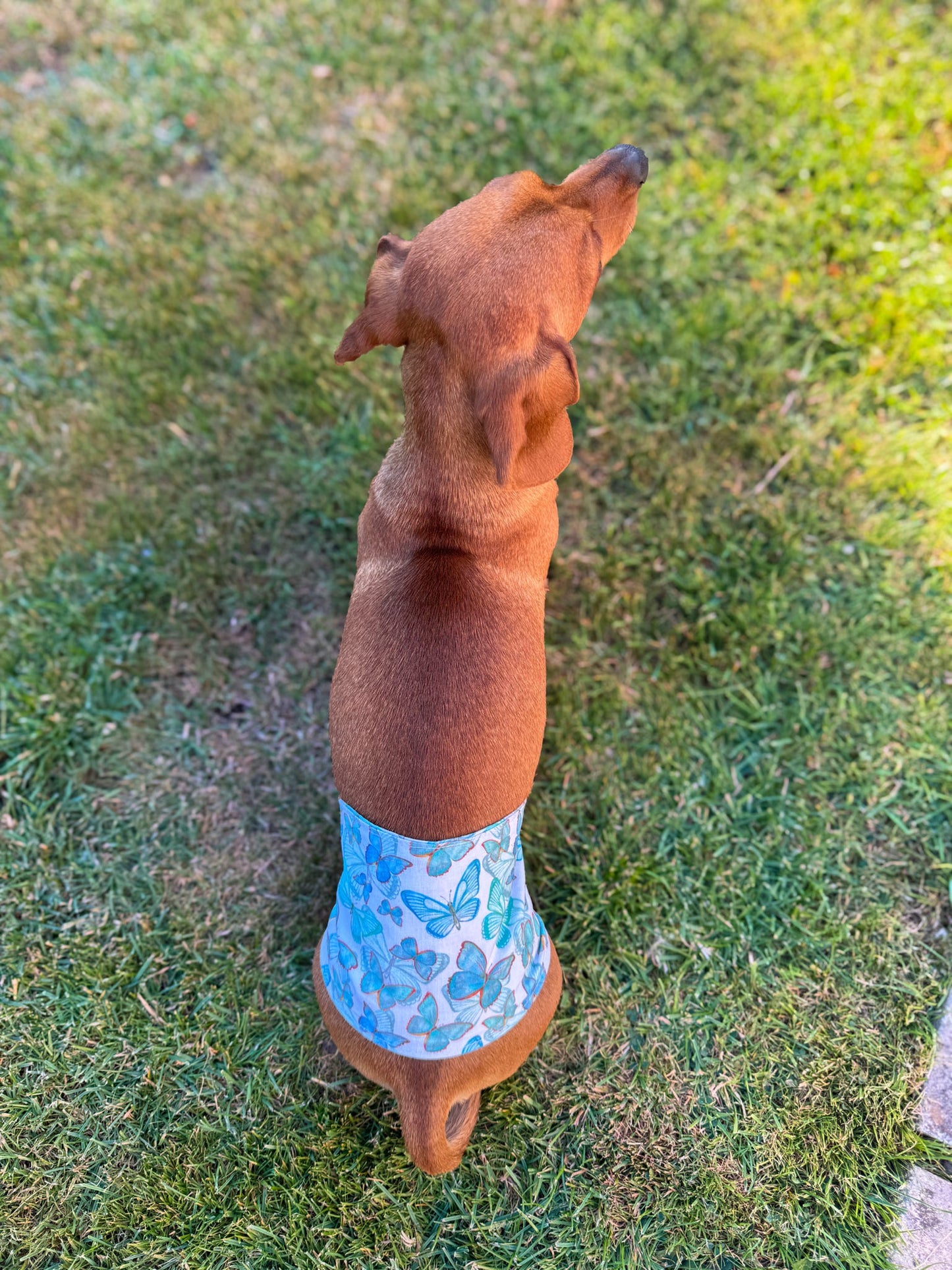 Belly Band
