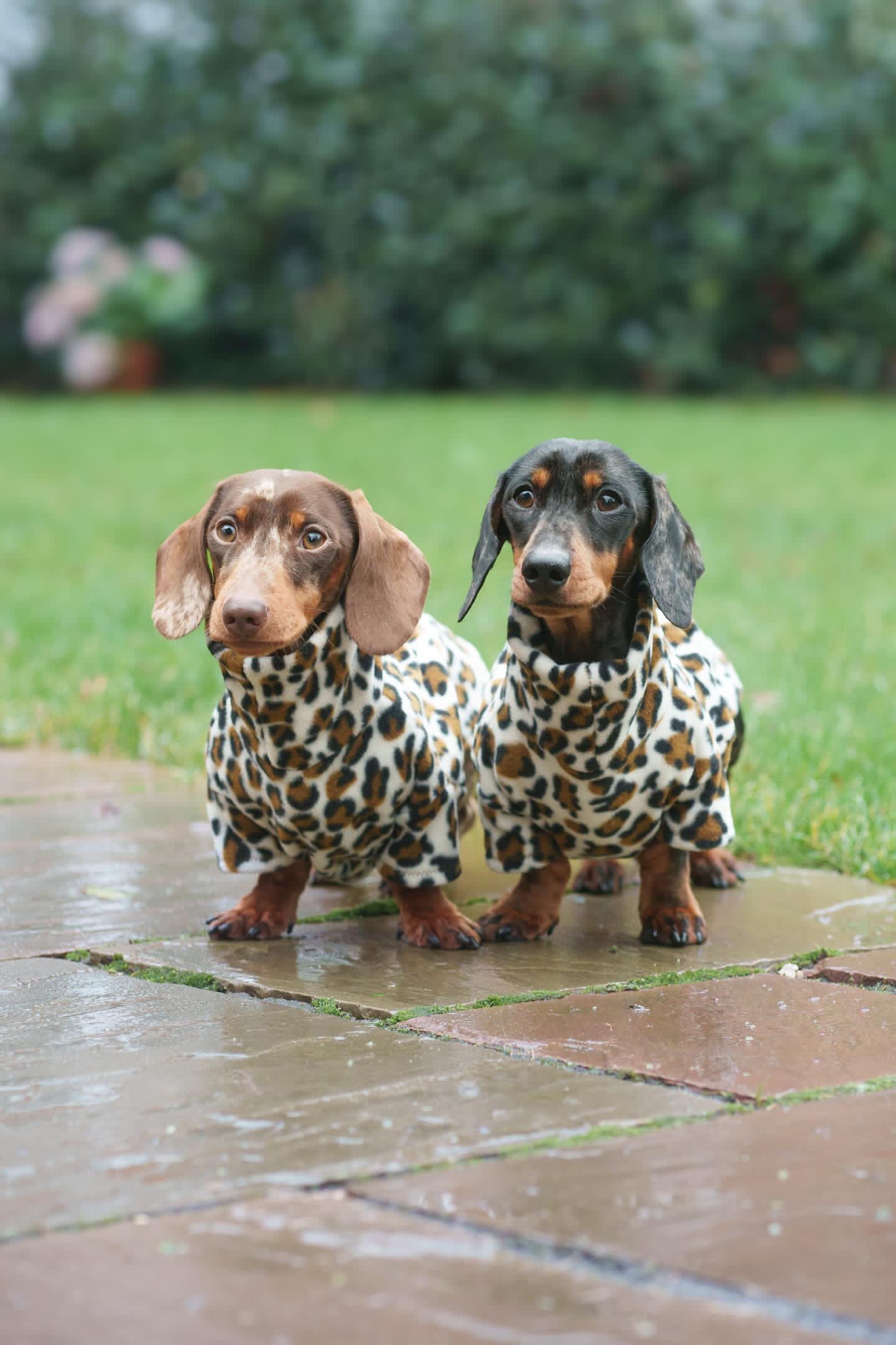 Snow Leopard Fleece Jumper