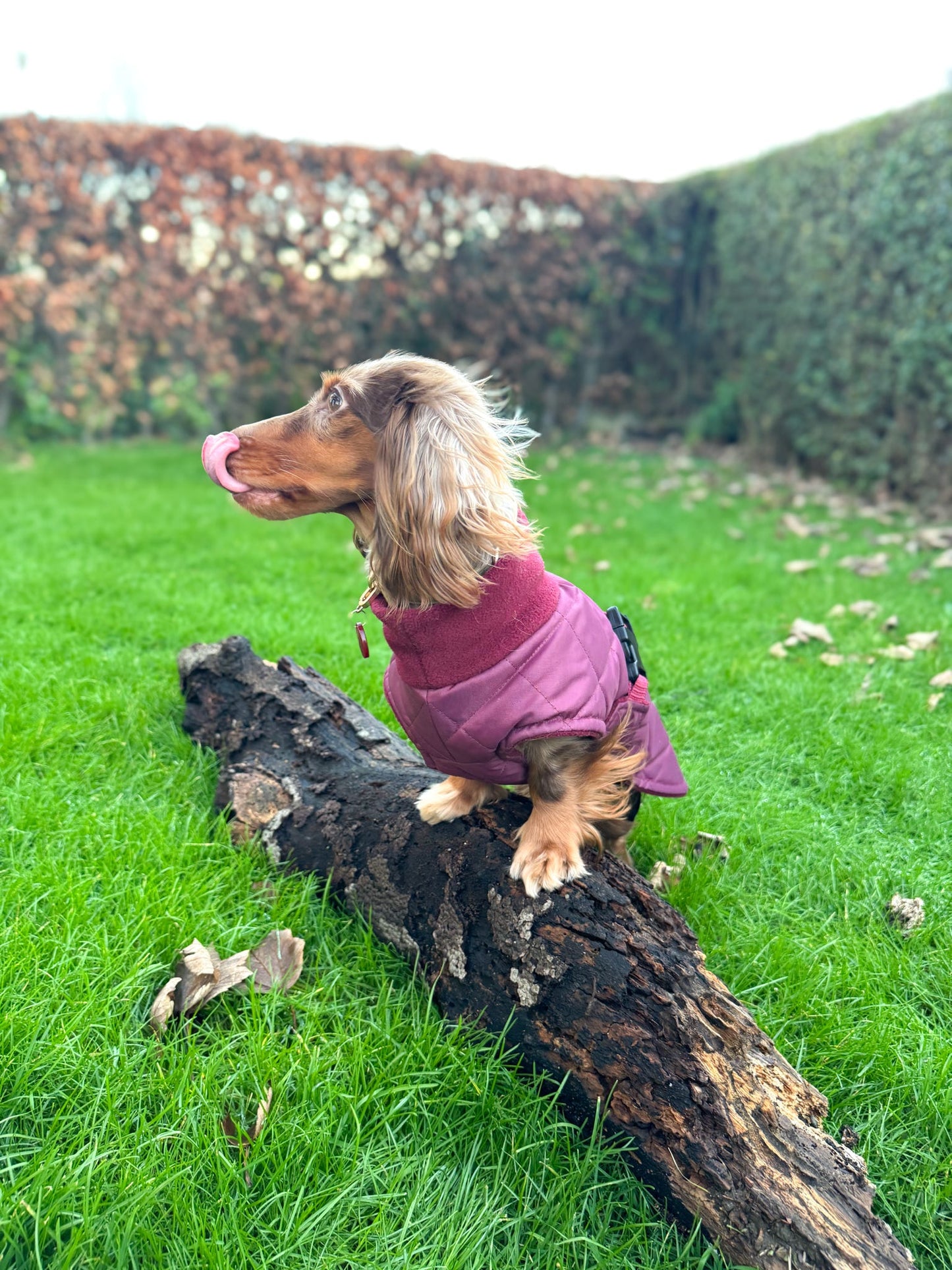 Wine Quilted Full Tummy Coat with Fleece Lining