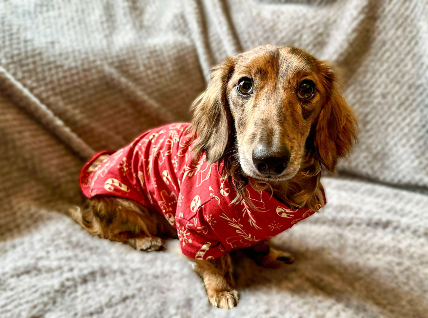 Christmas Gingerbread Man Cotton Jersey Jammies