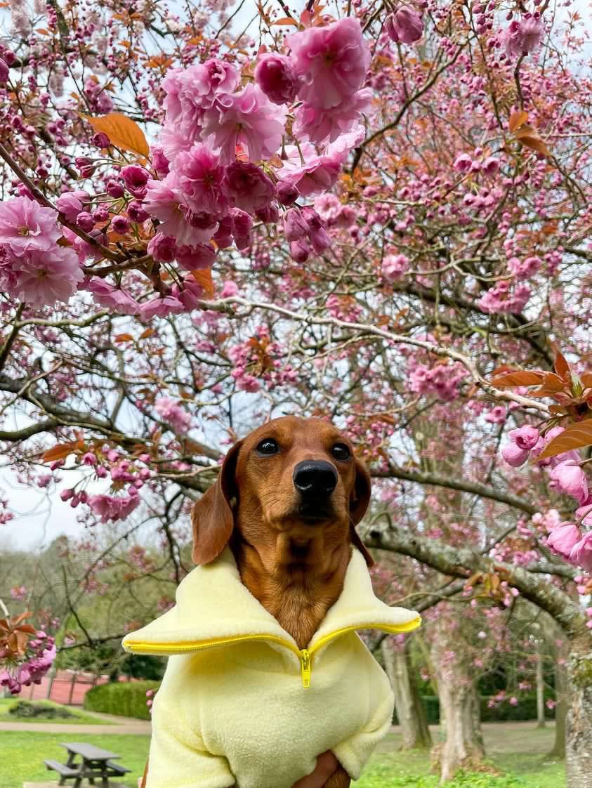 Lemon Quarter Zip Fleece Jumper