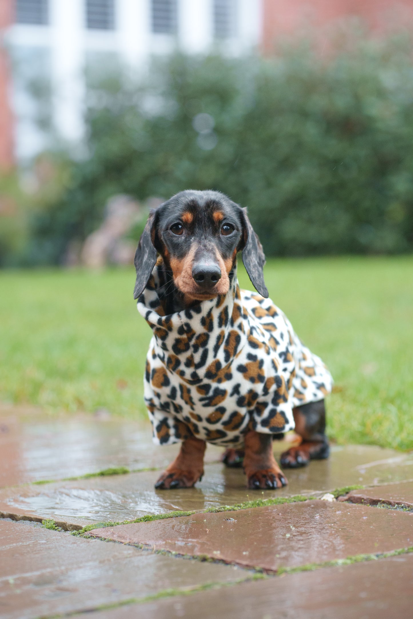 Snow Leopard Fleece Jumper