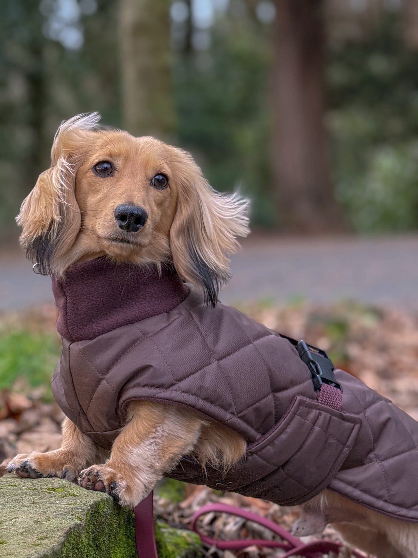 Chocolate Quilted Full Tummy Coat with Fleece Lining