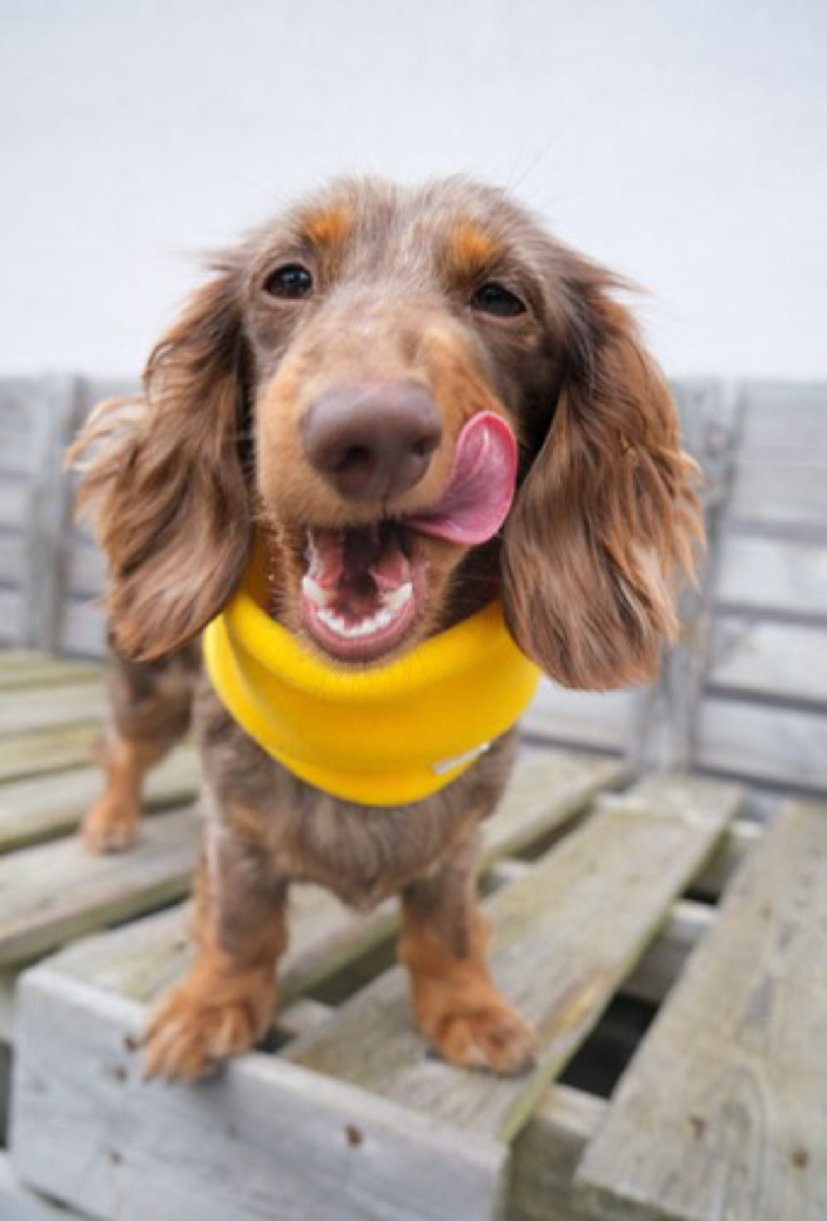 Canary Yellow Fleece Snood