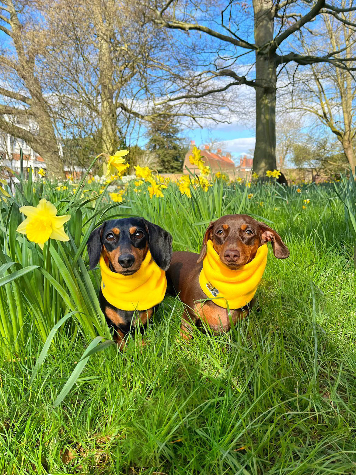 Canary Yellow Fleece Snood