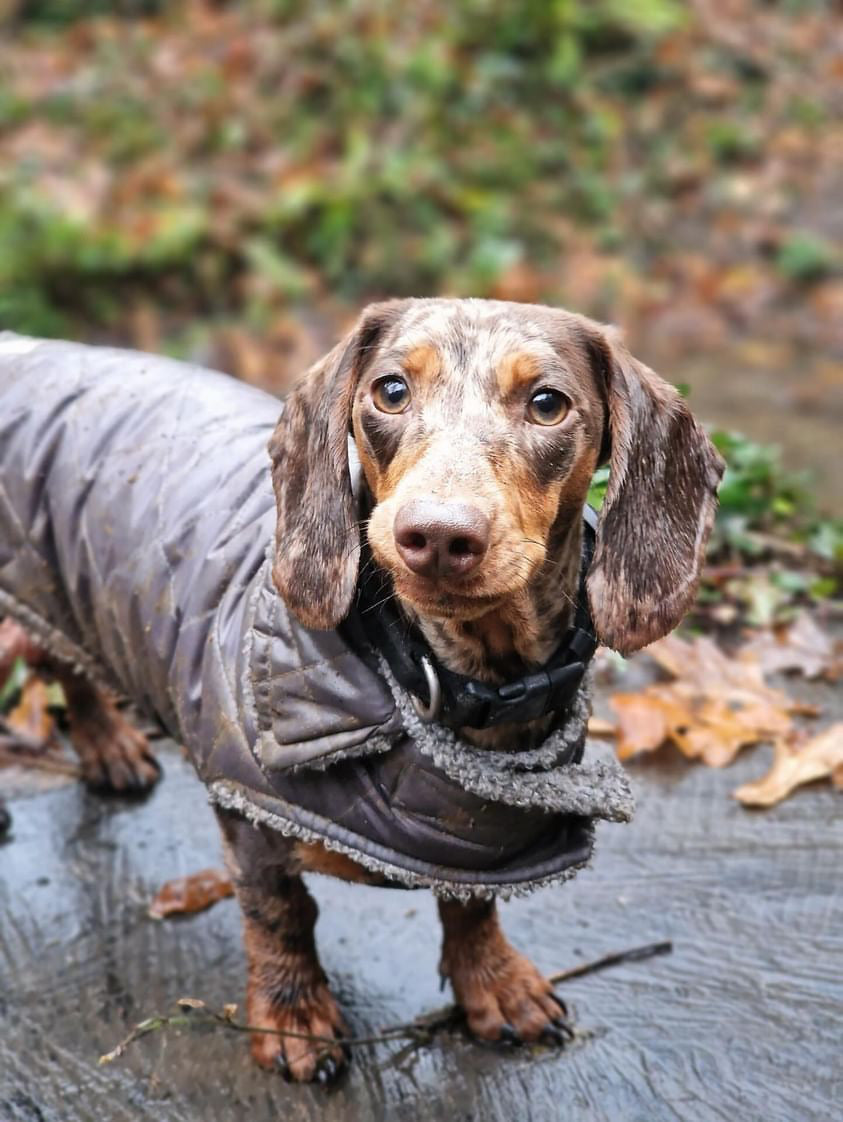 Light Grey Quilted Coat with Fleece Lining