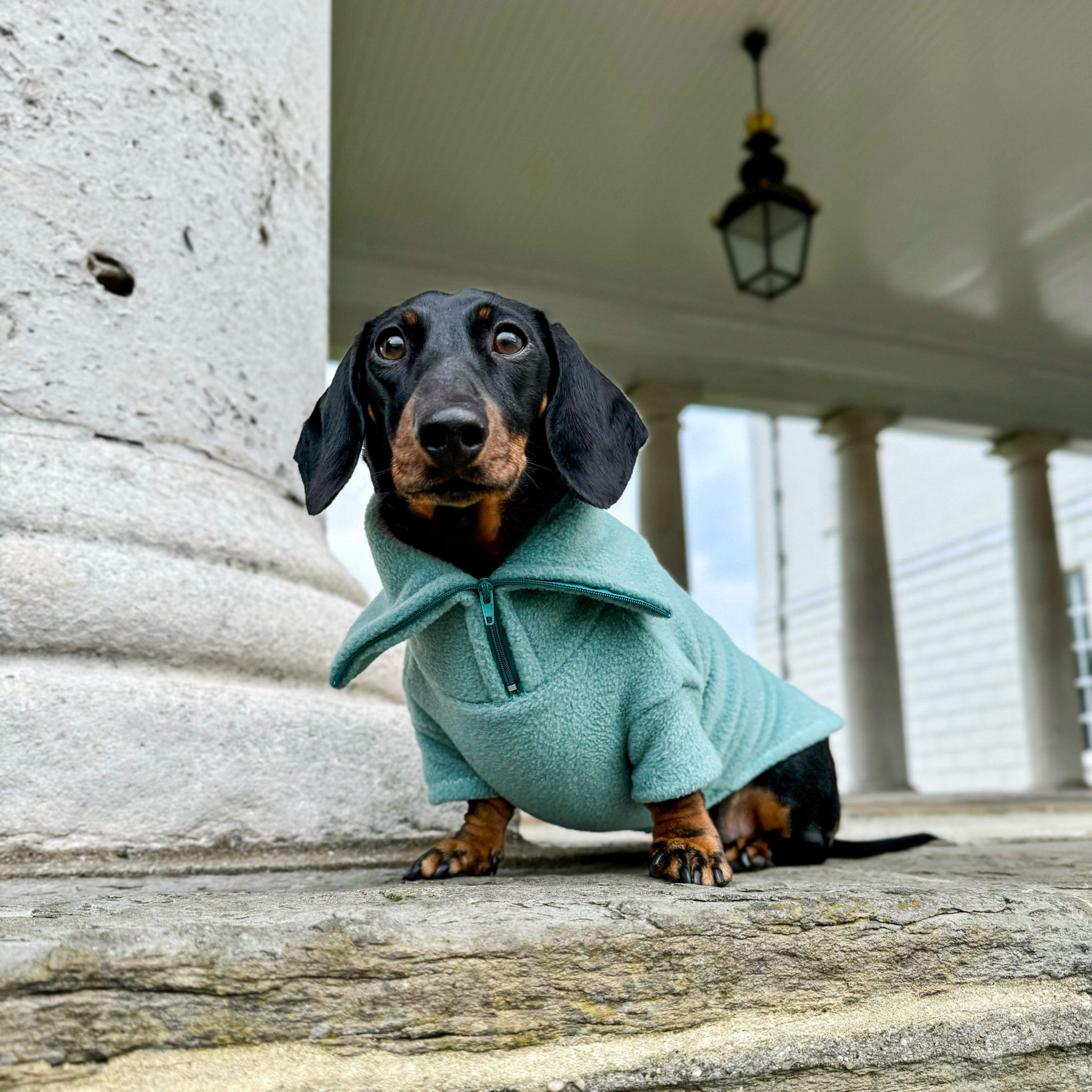 Sausage best sale dog apparel