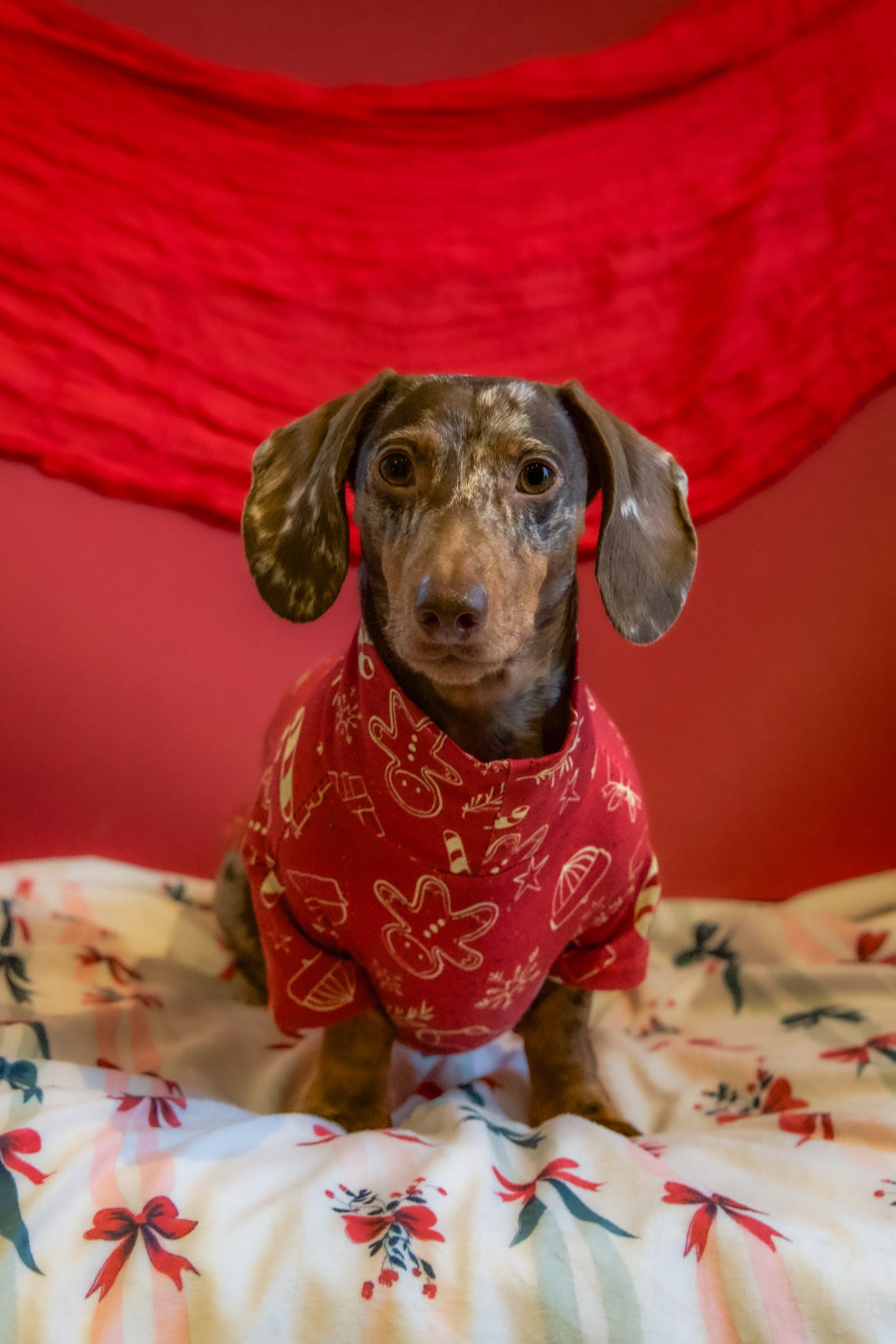 Christmas Gingerbread Man Cotton Jersey Jammies