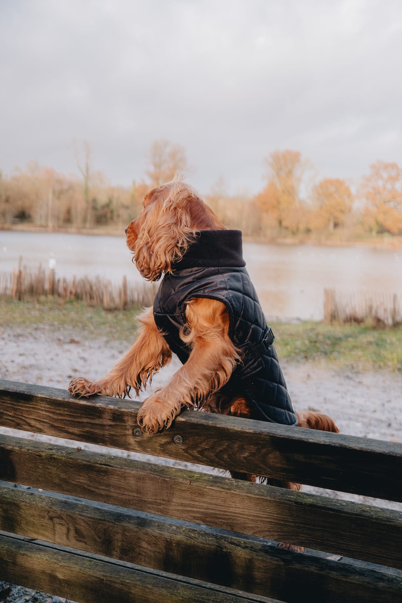 Black Quilted Full Tummy Coat with Fleece Lining