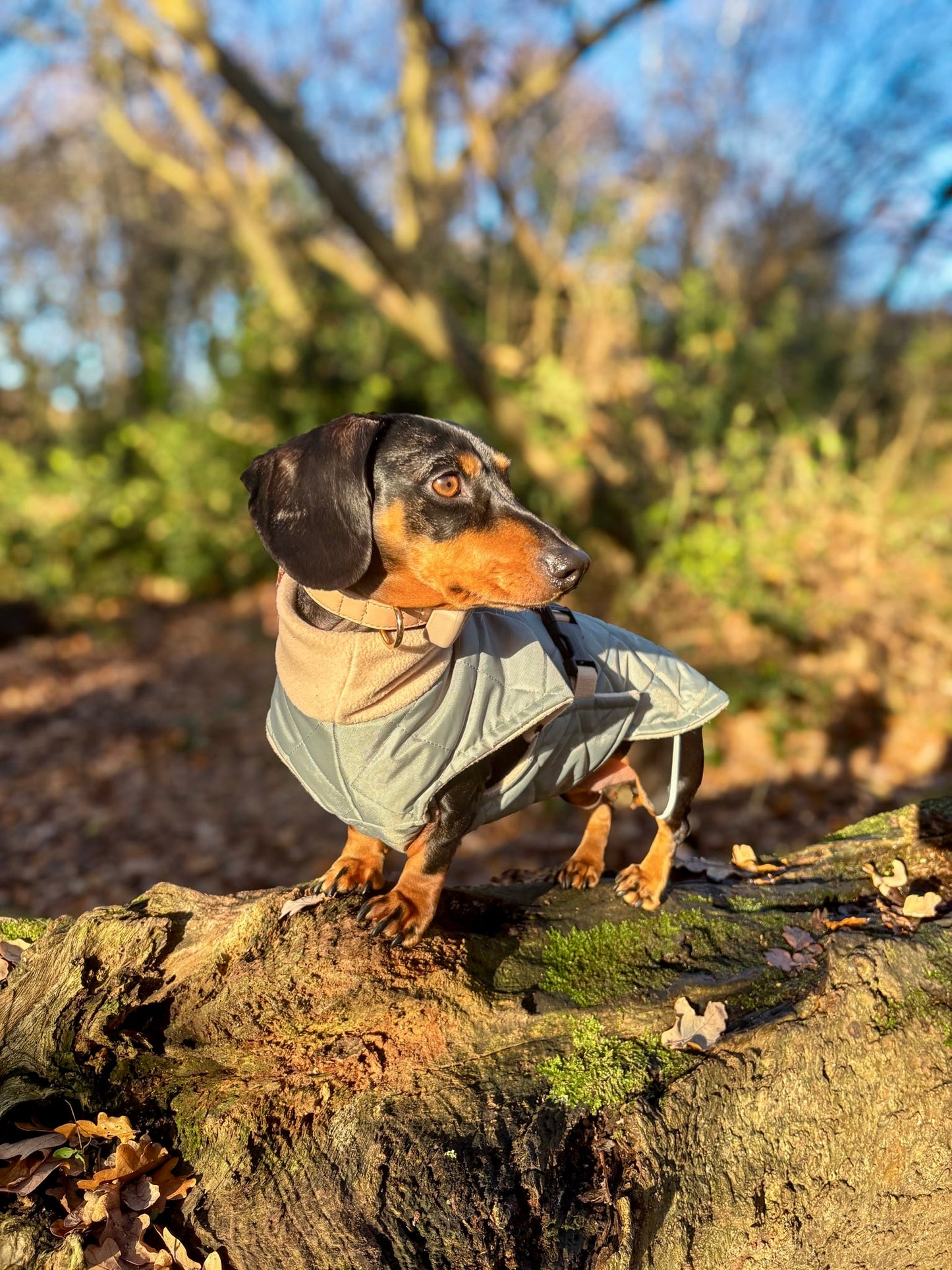 Sage Quilted Full Tummy Coat with Fleece Lining