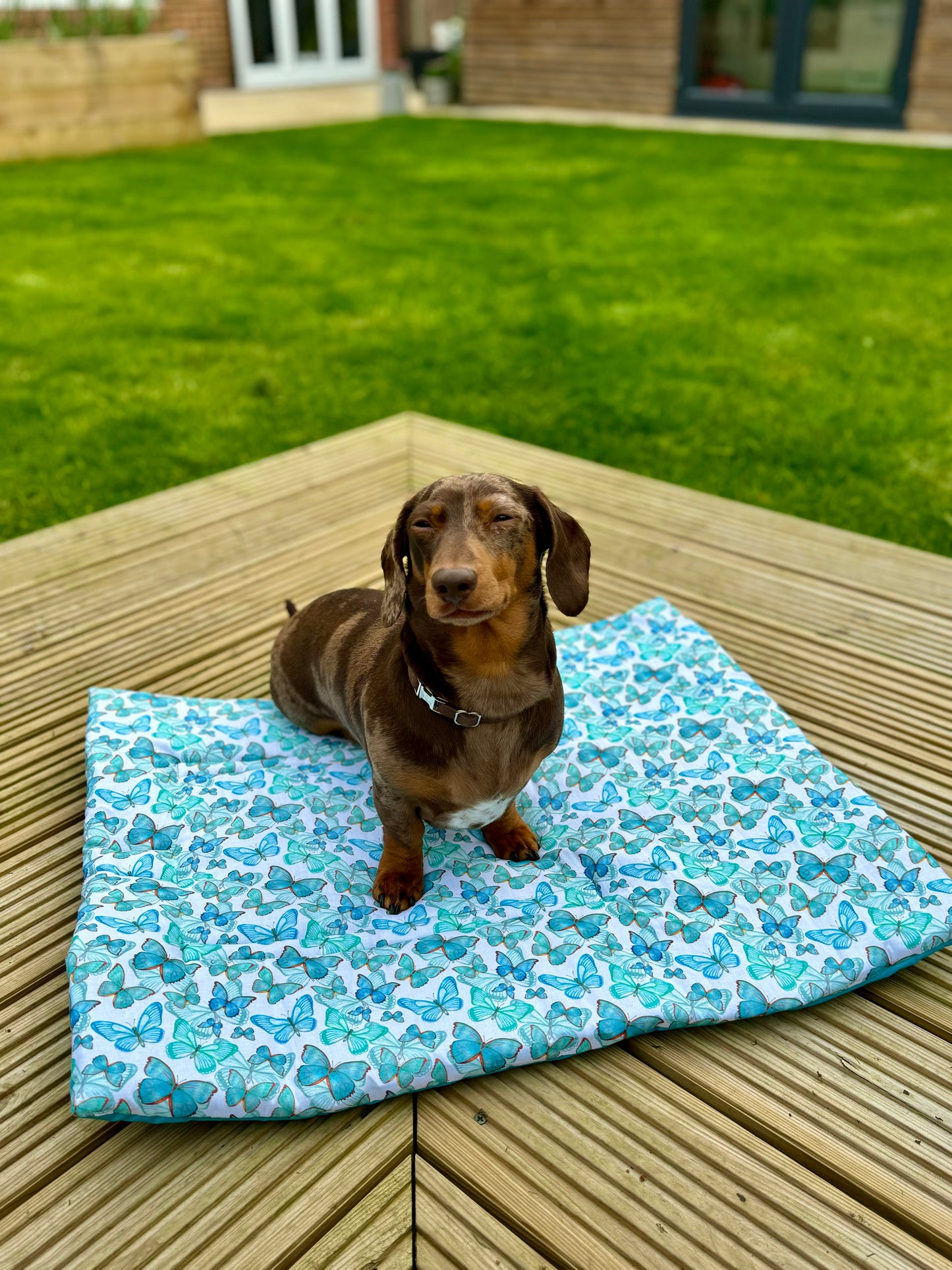 Blue Morpho Pub & Picnic Mat