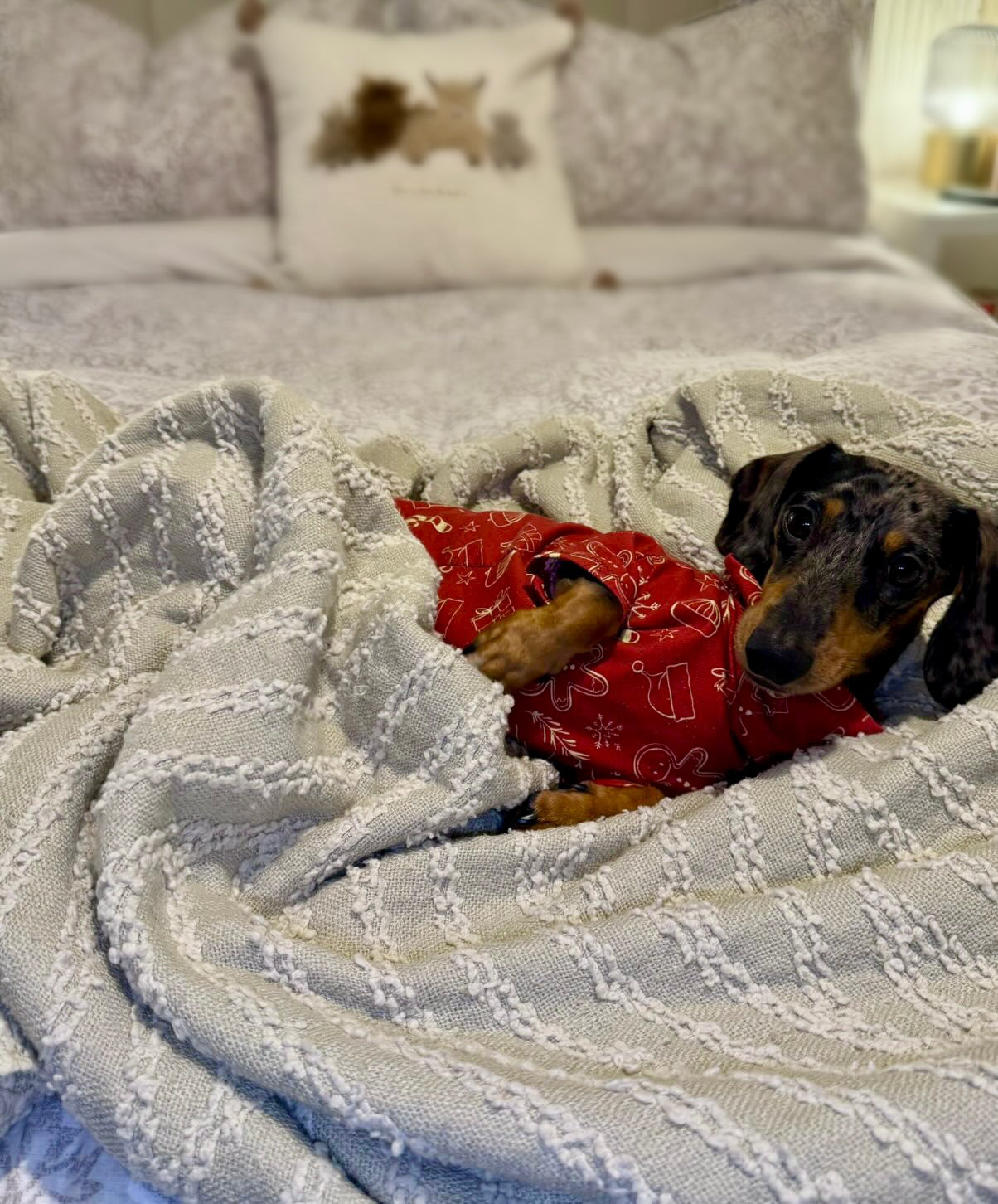 Christmas Gingerbread Man Cotton Jersey Jammies