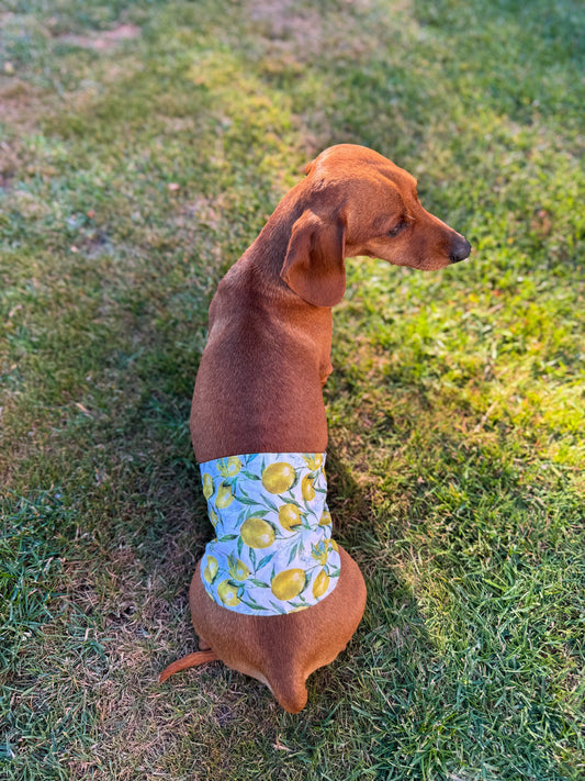 Belly Band
