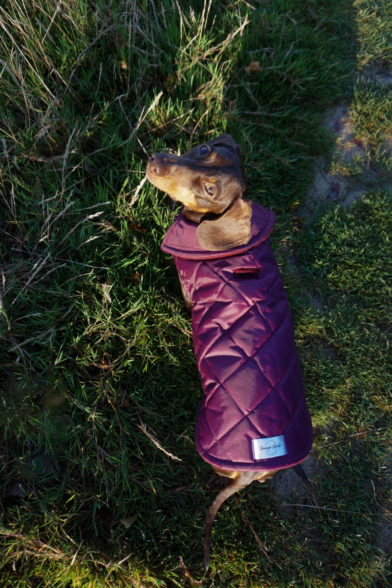 Wine Quilted Coat with Borg Lining