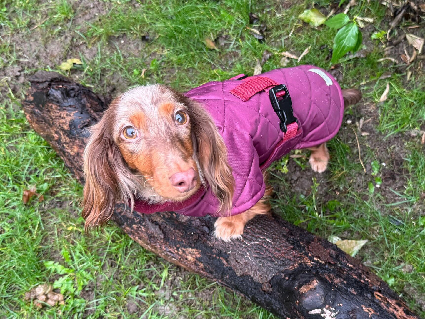 Wine Quilted Full Tummy Coat with Fleece Lining