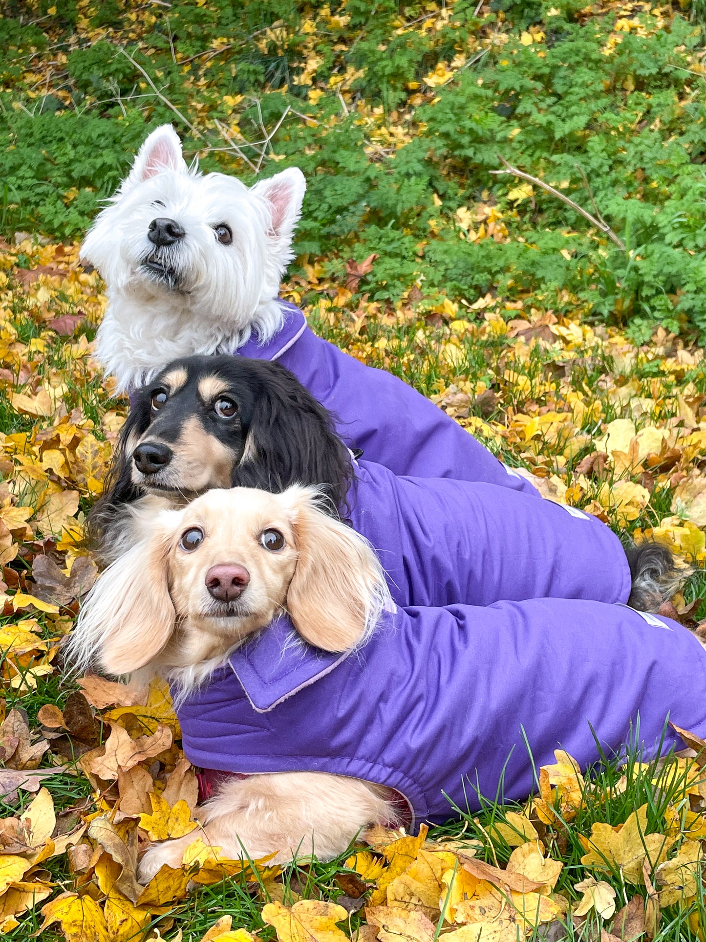 Purple Waterproof Jacket with Fleece Lining