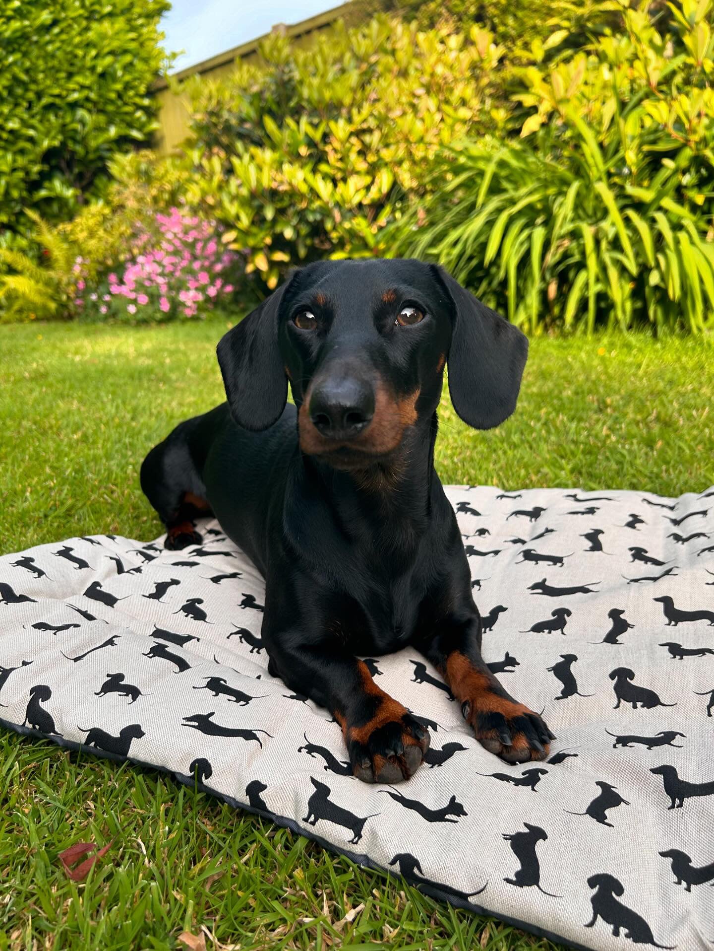 Dachshund Pub & Picnic Settle Mat