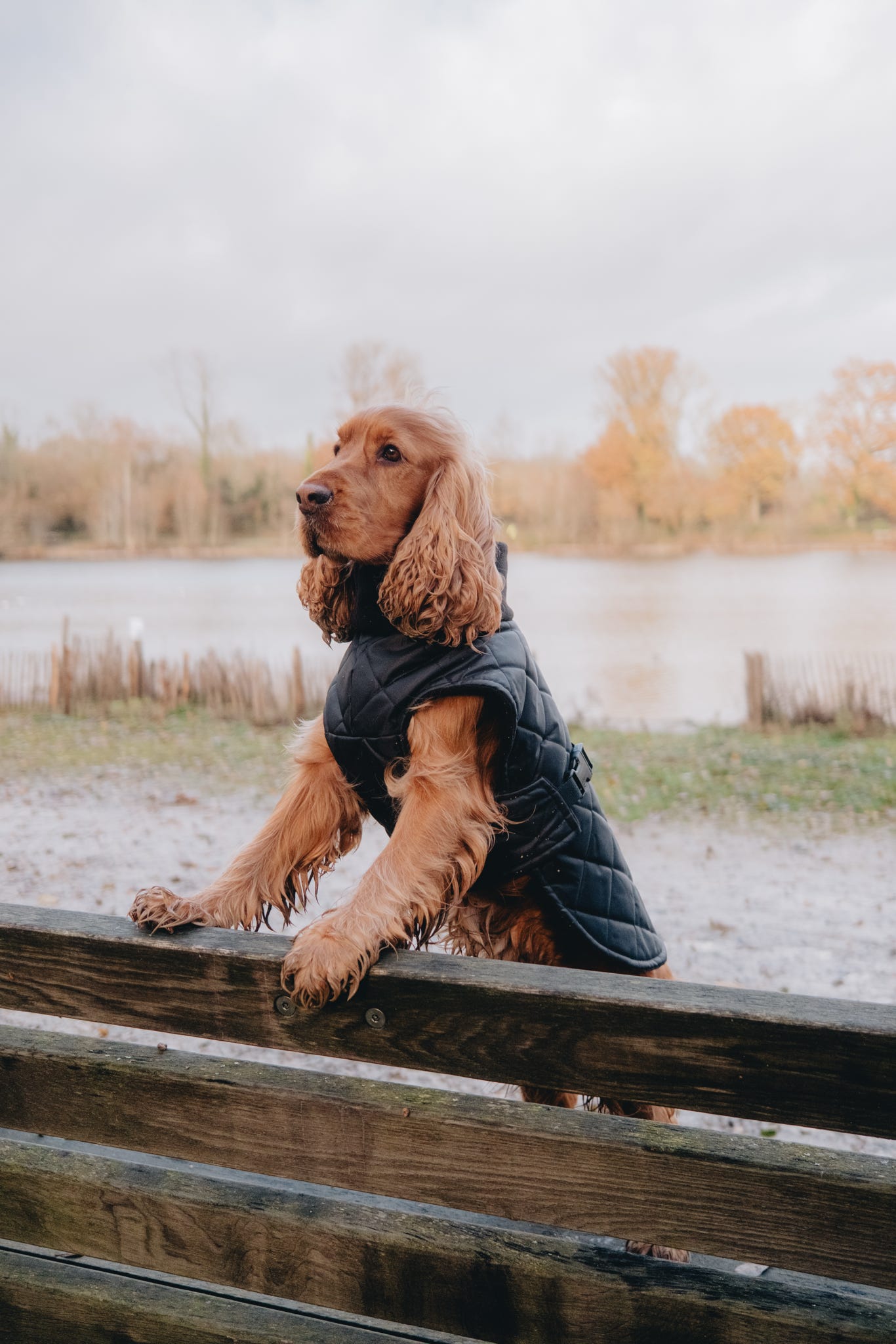 Black Quilted Full Tummy Coat with Fleece Lining