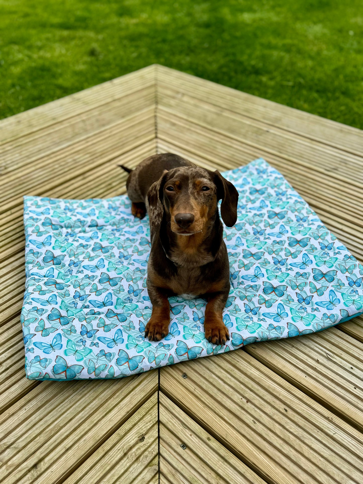 Blue Morpho Pub & Picnic Mat