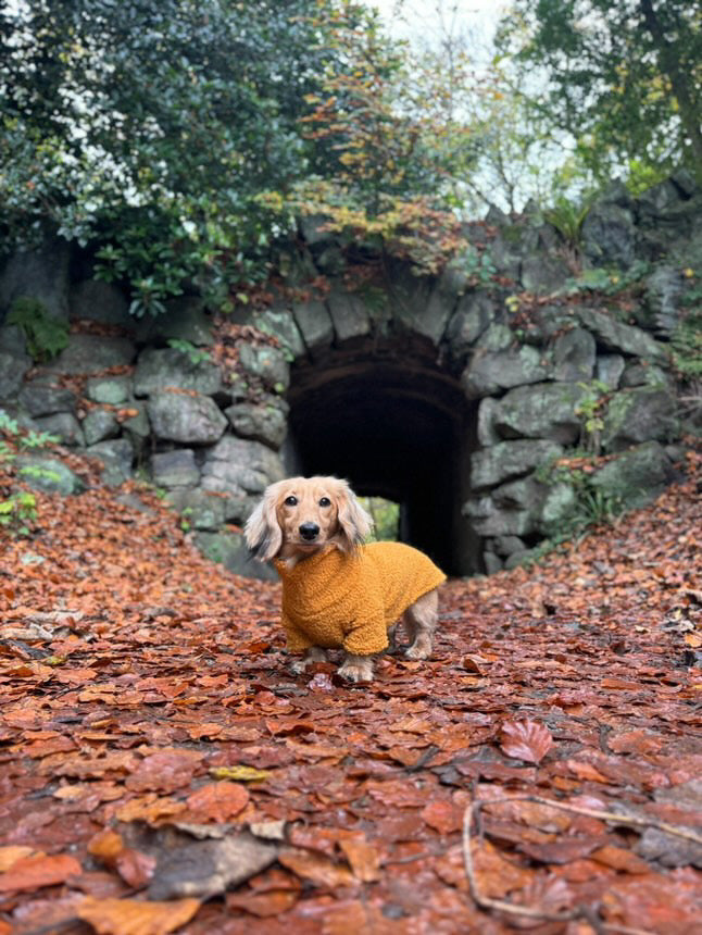 Mustard Borg Cosy Jumper