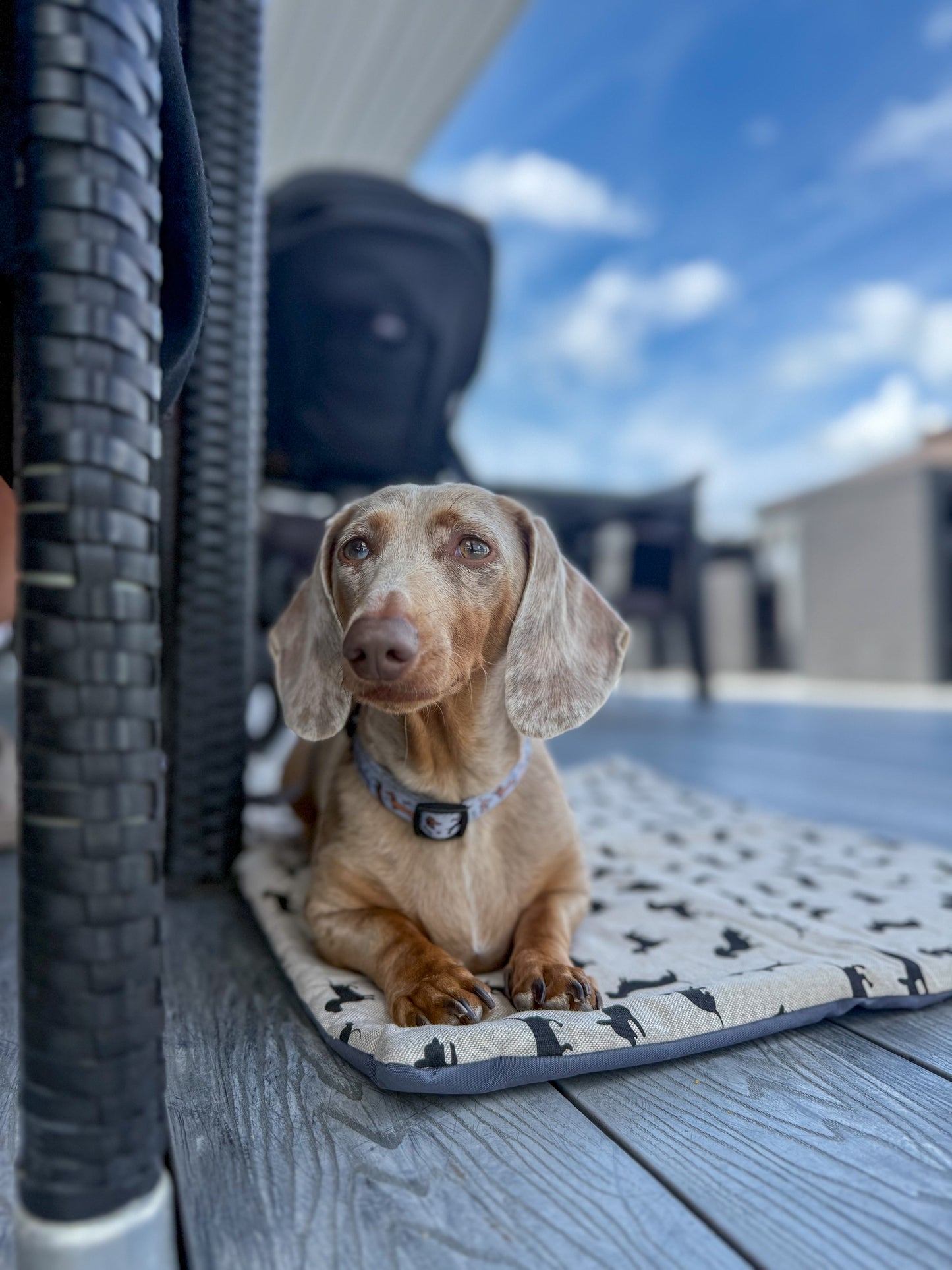 Dachshund Pub & Picnic Settle Mat
