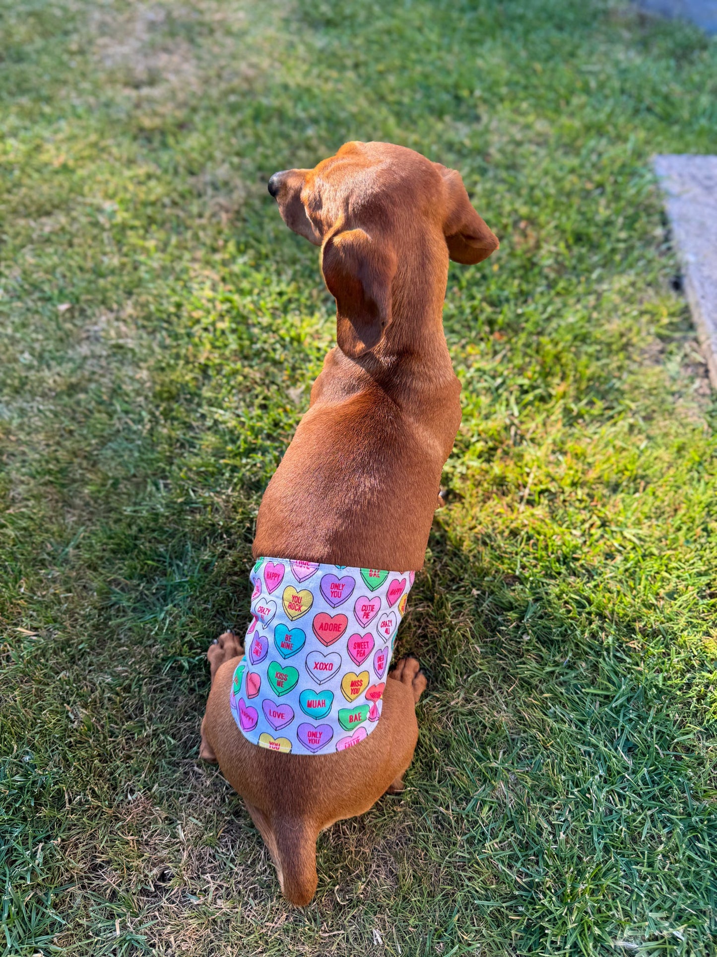 Belly Band