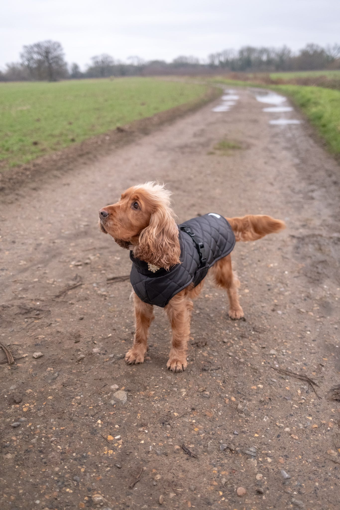 Black Quilted Full Tummy Coat with Fleece Lining