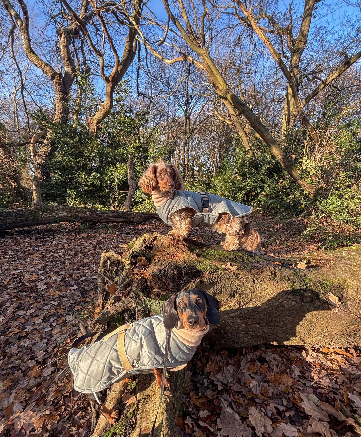 Sage Quilted Full Tummy Coat with Fleece Lining