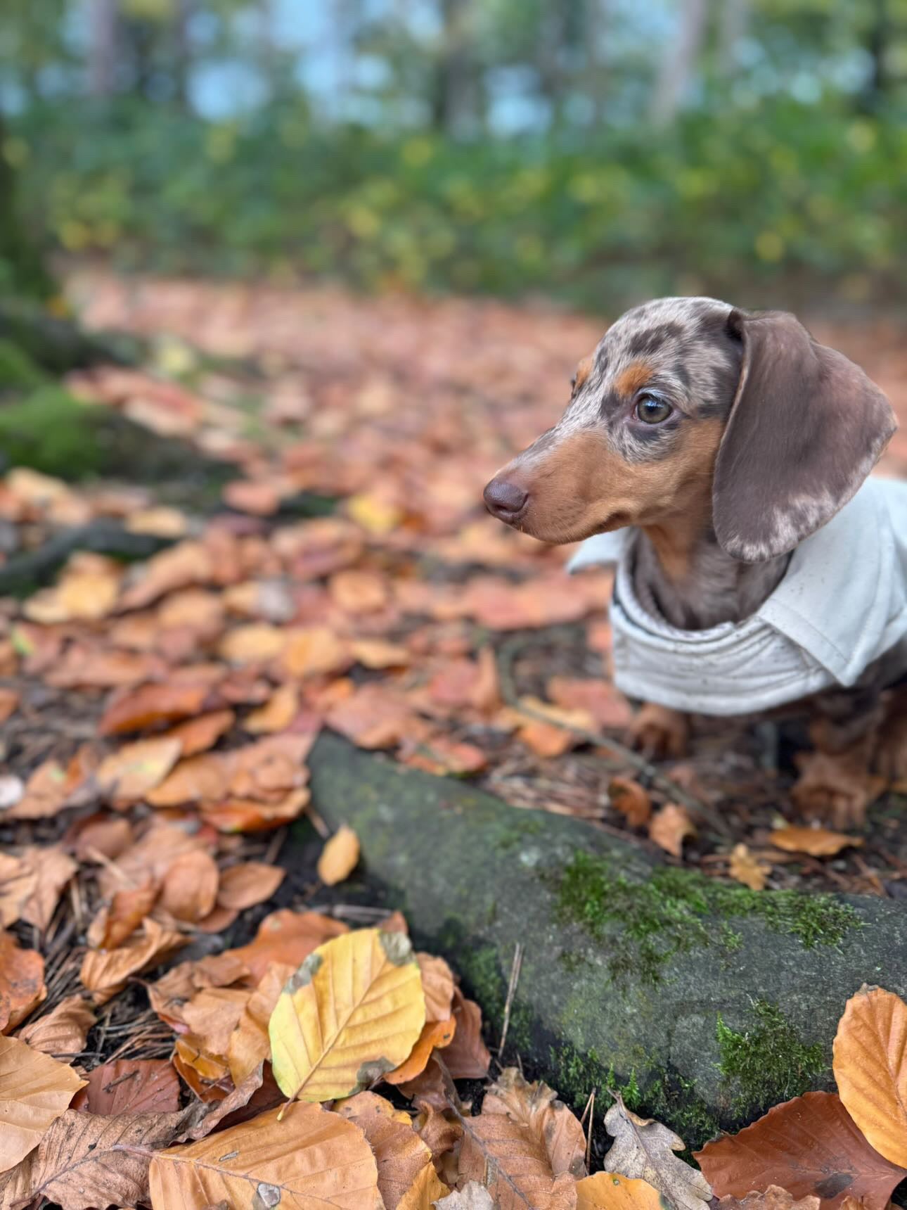 Beige Waterproof Jacket with Fleece Lining