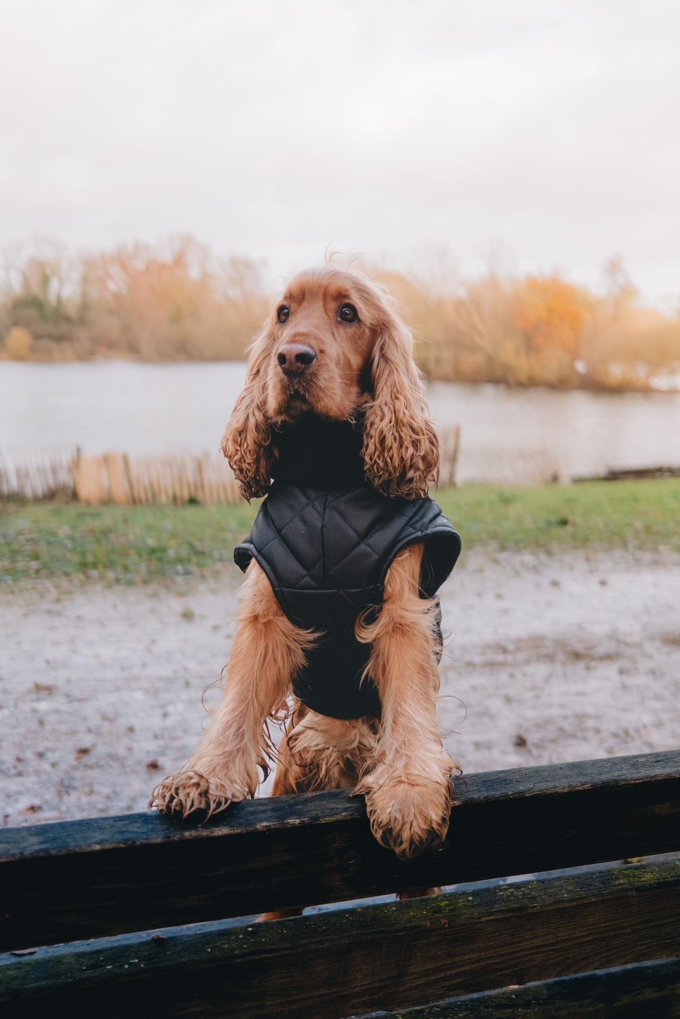 Black Quilted Full Tummy Coat with Fleece Lining