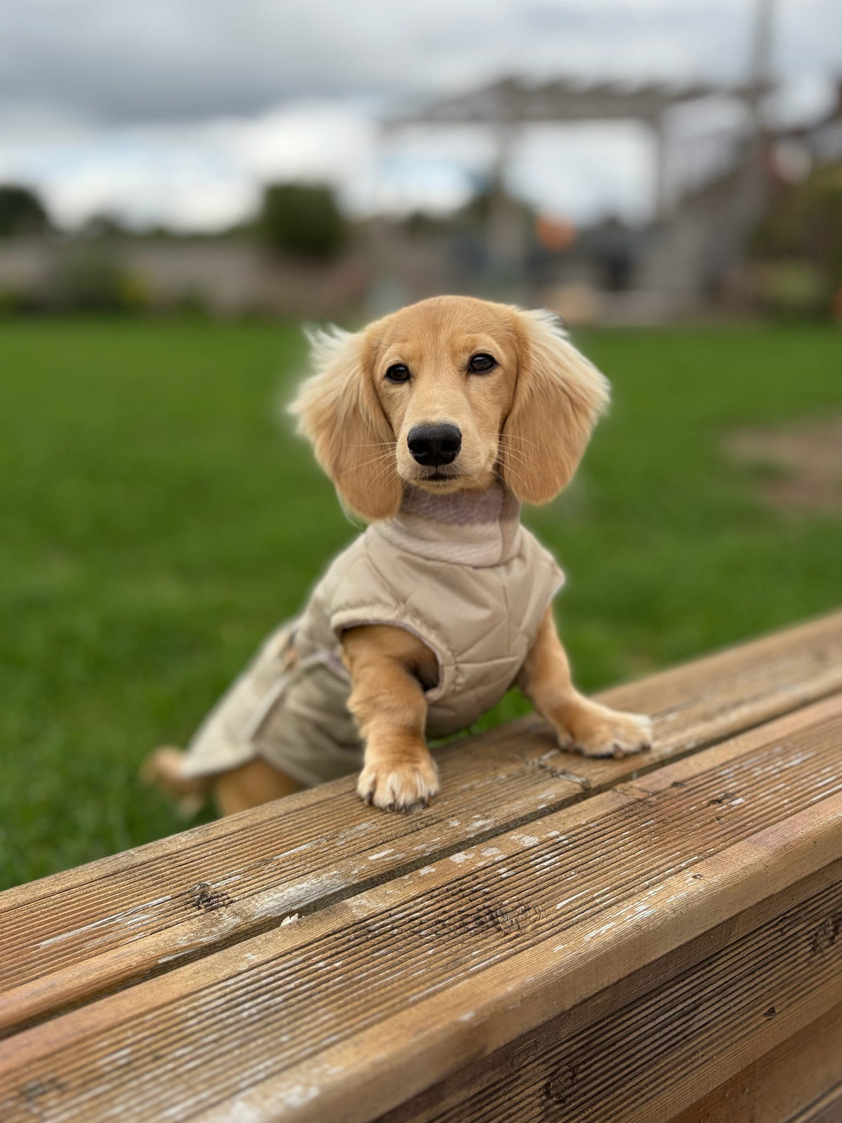 Latte Quilted Full Tummy Coat with Fleece Lining