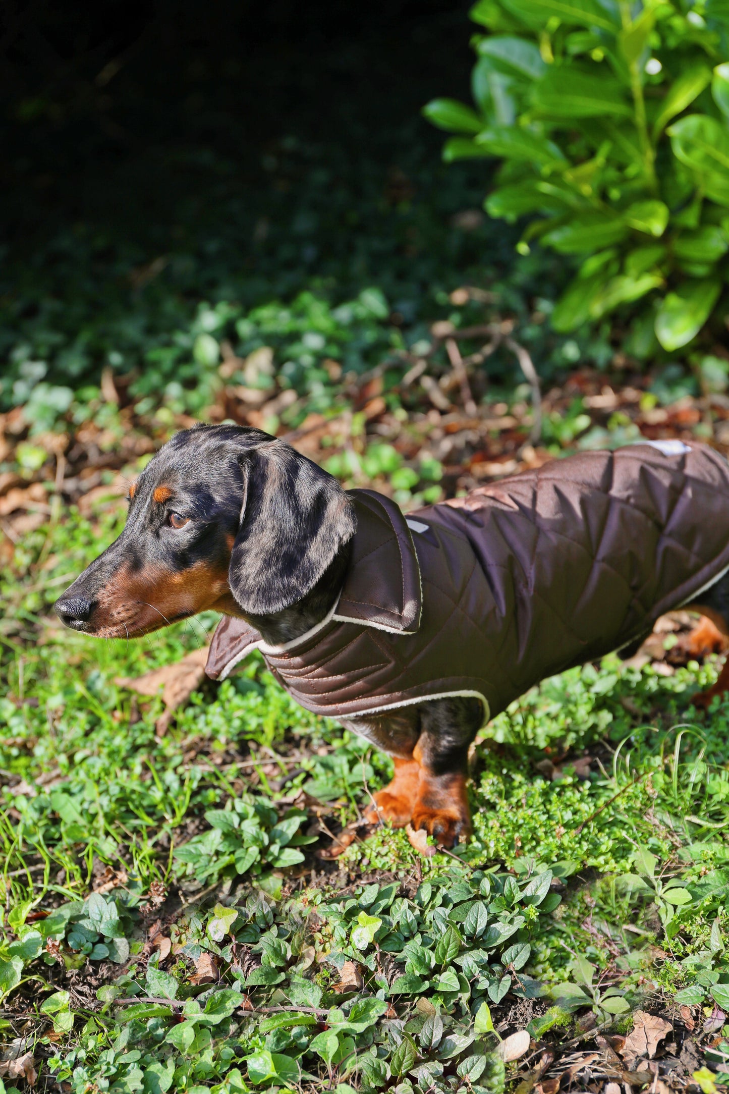 Chocolate Quilted Coat with Borg Lining