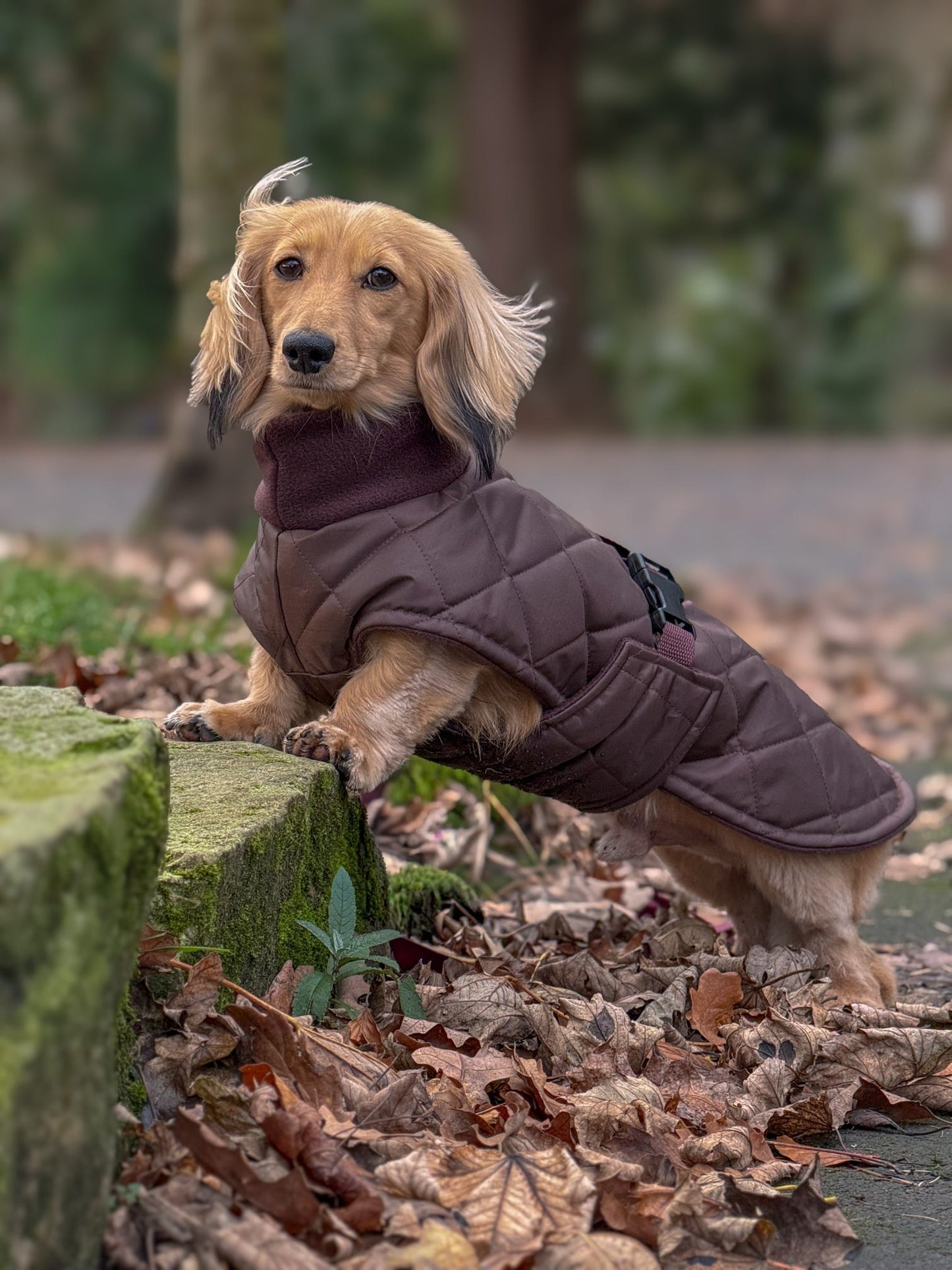 Chocolate Quilted Full Tummy Coat with Fleece Lining