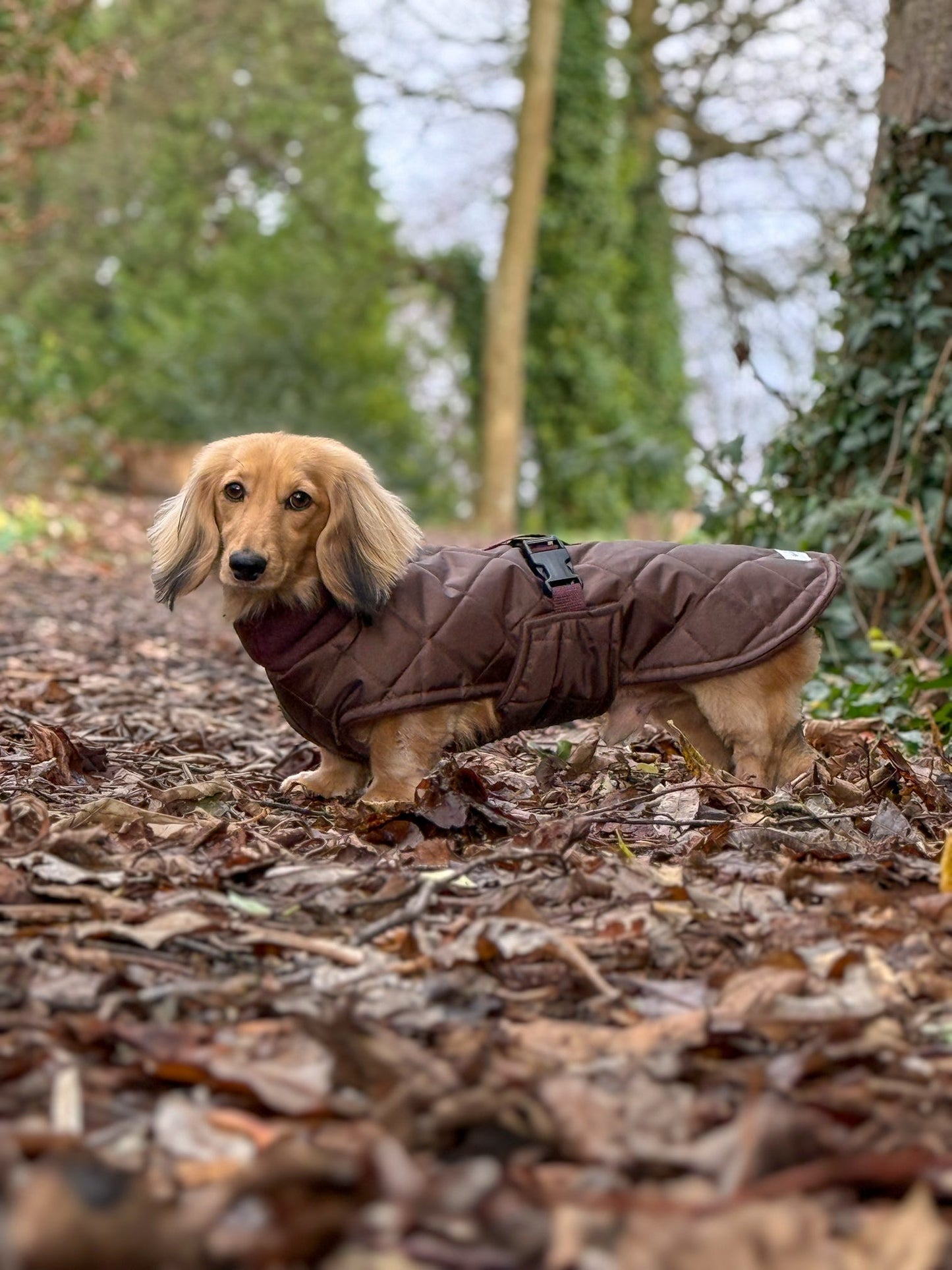 Chocolate Quilted Full Tummy Coat with Fleece Lining