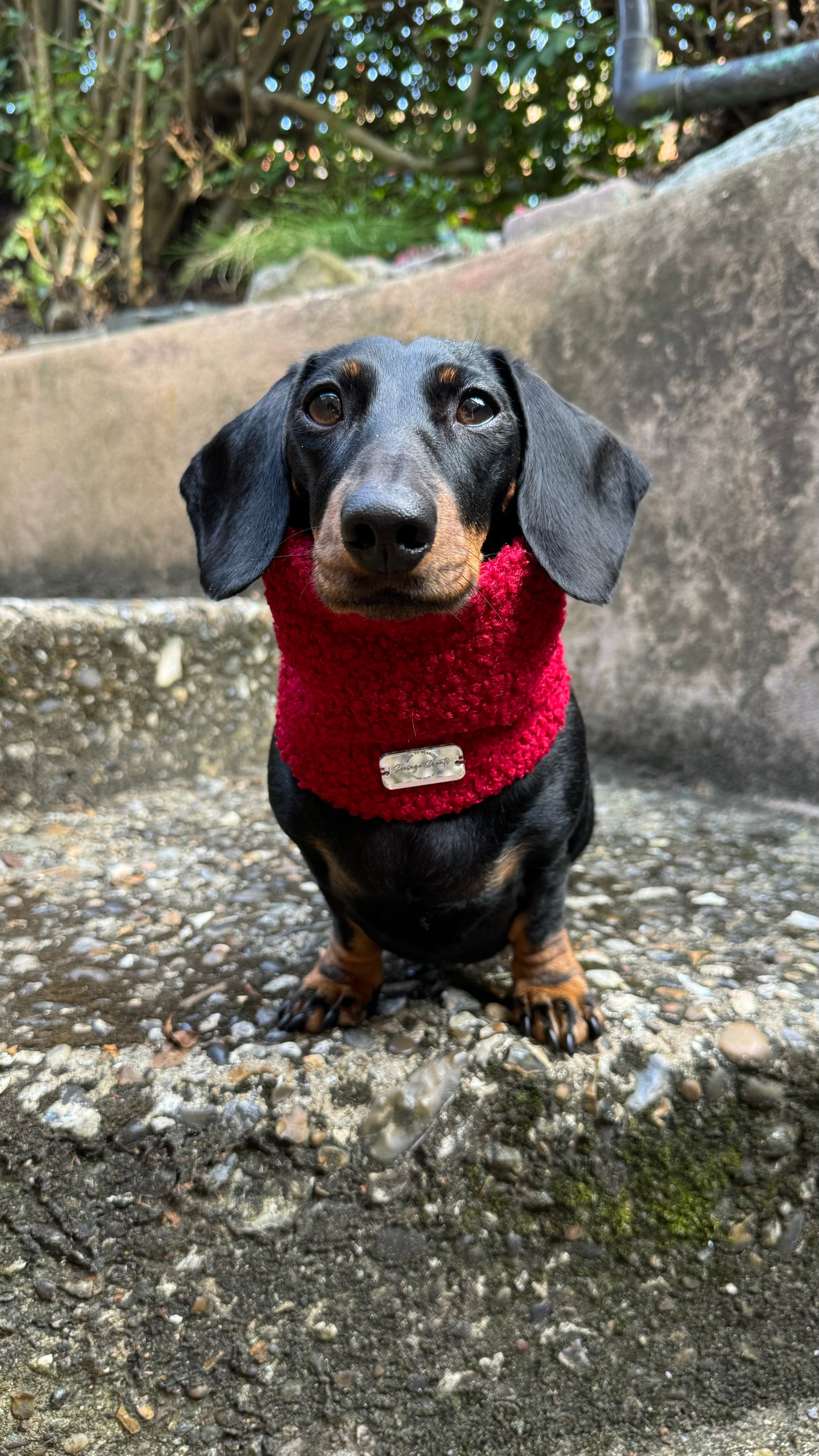 Red Wine Borg Snood