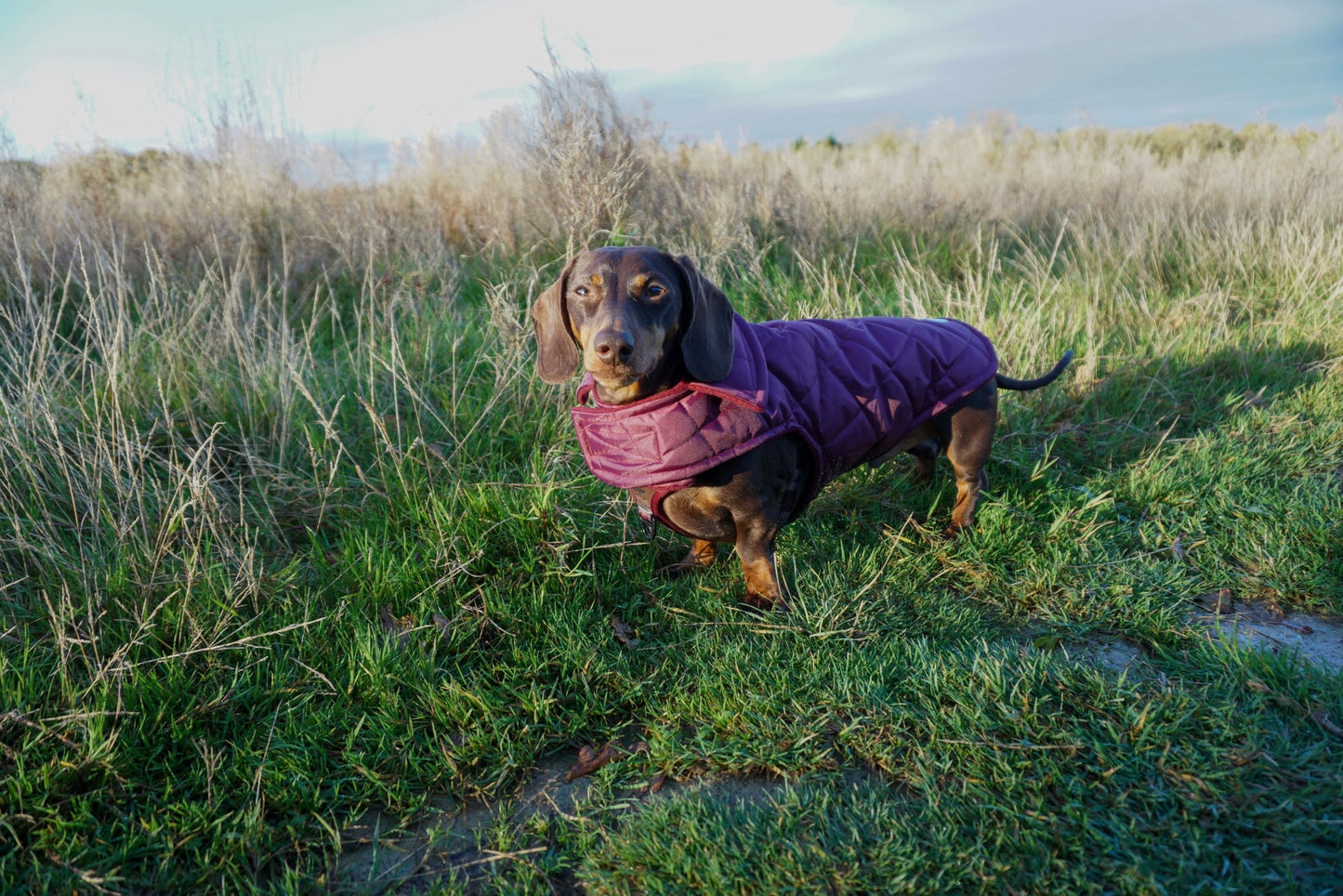 Wine Quilted Coat with Borg Lining