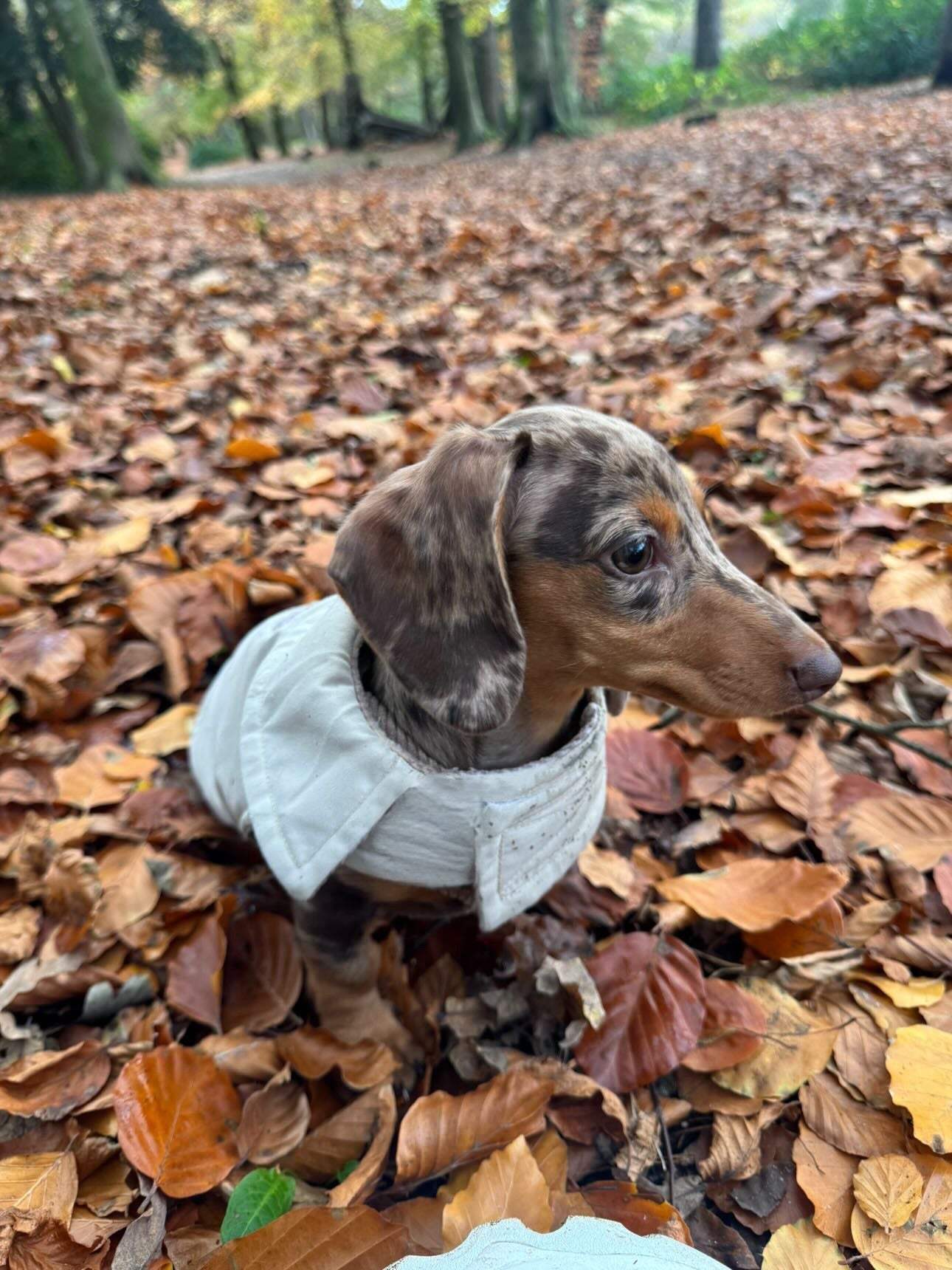 Beige Waterproof Jacket with Fleece Lining