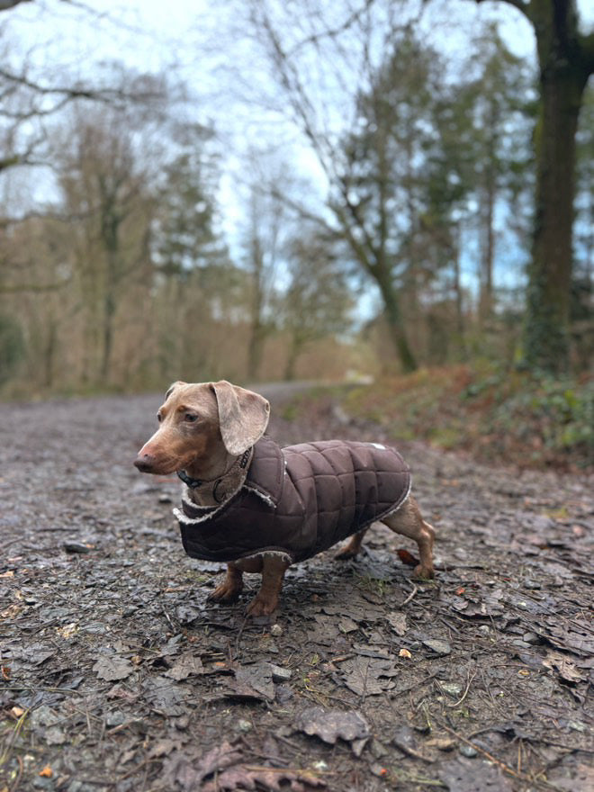 Chocolate Quilted Coat with Borg Lining