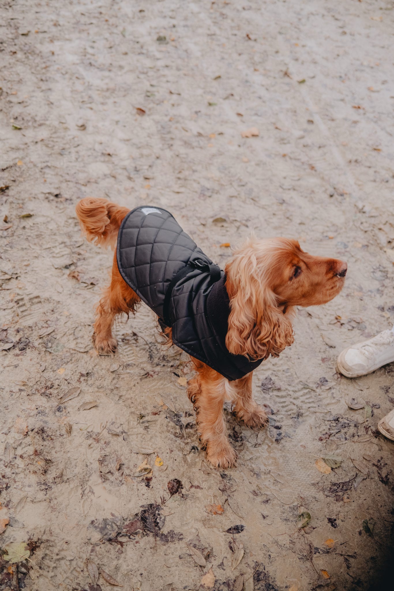 Black Quilted Full Tummy Coat with Fleece Lining