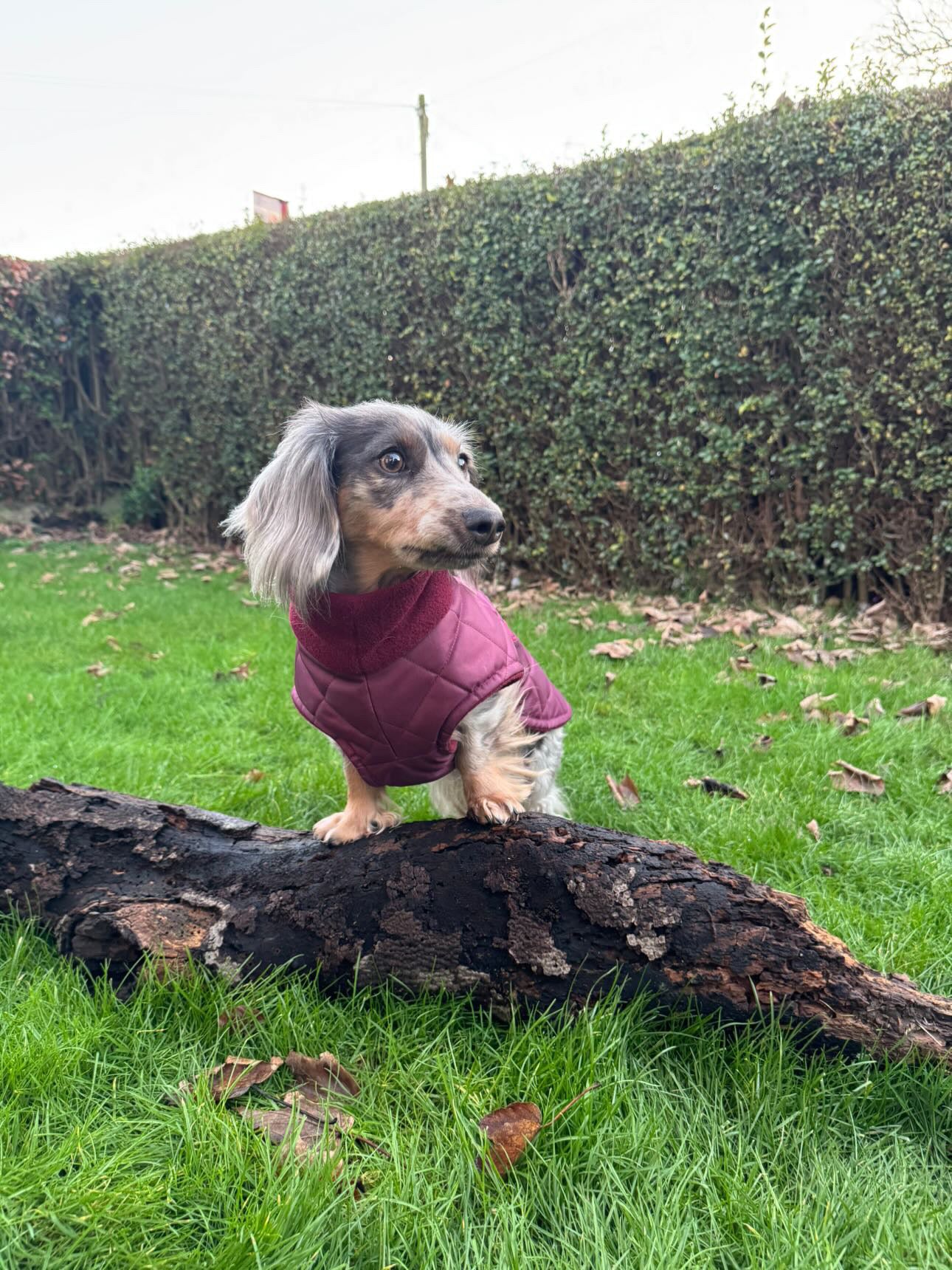 Wine Quilted Full Tummy Coat with Fleece Lining