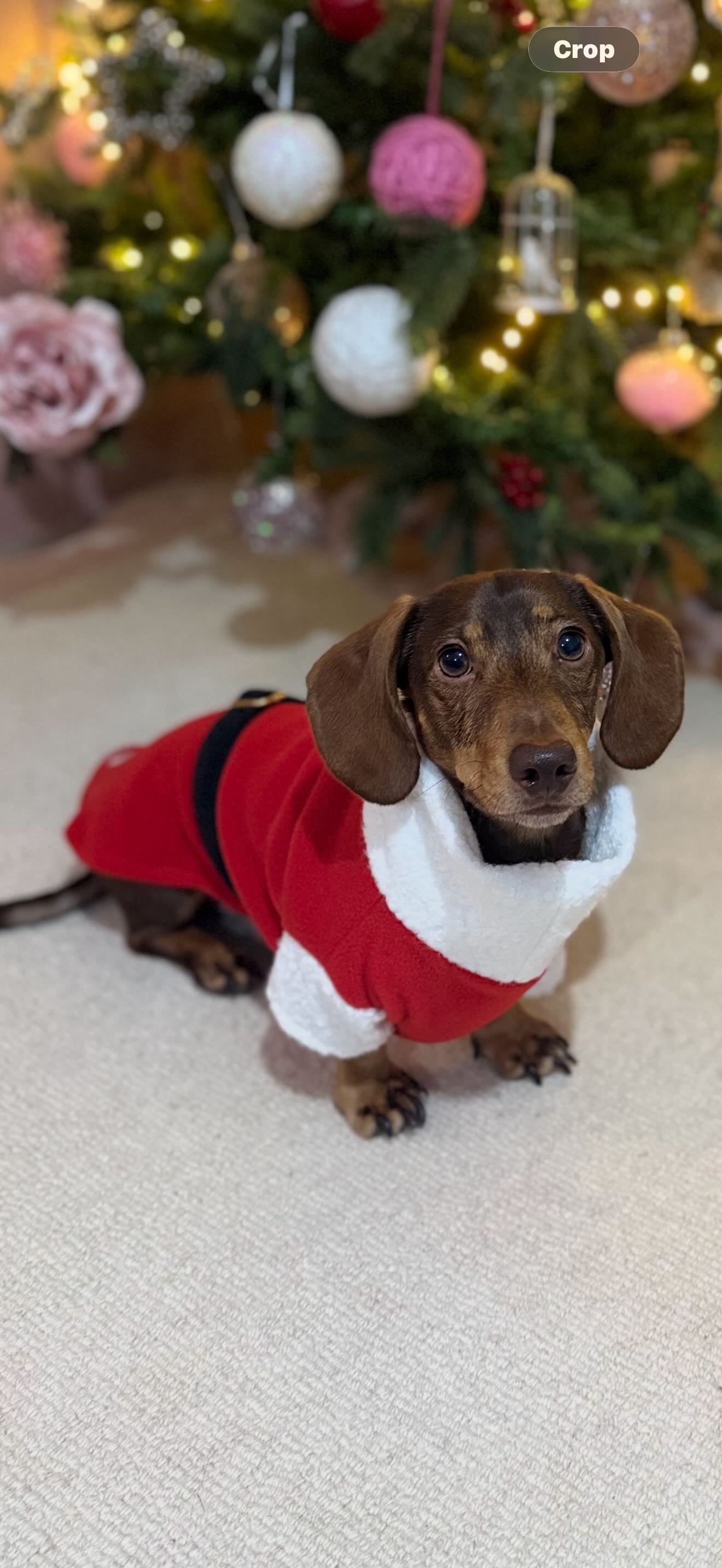 Santa Paws Fleece Jumper