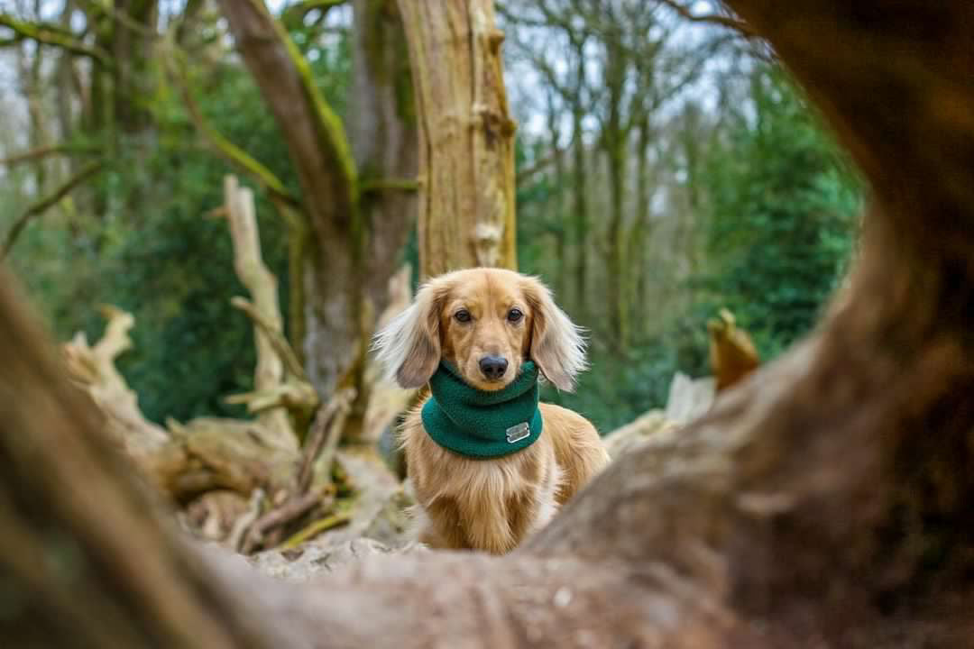 Dark Green Fleece Snood