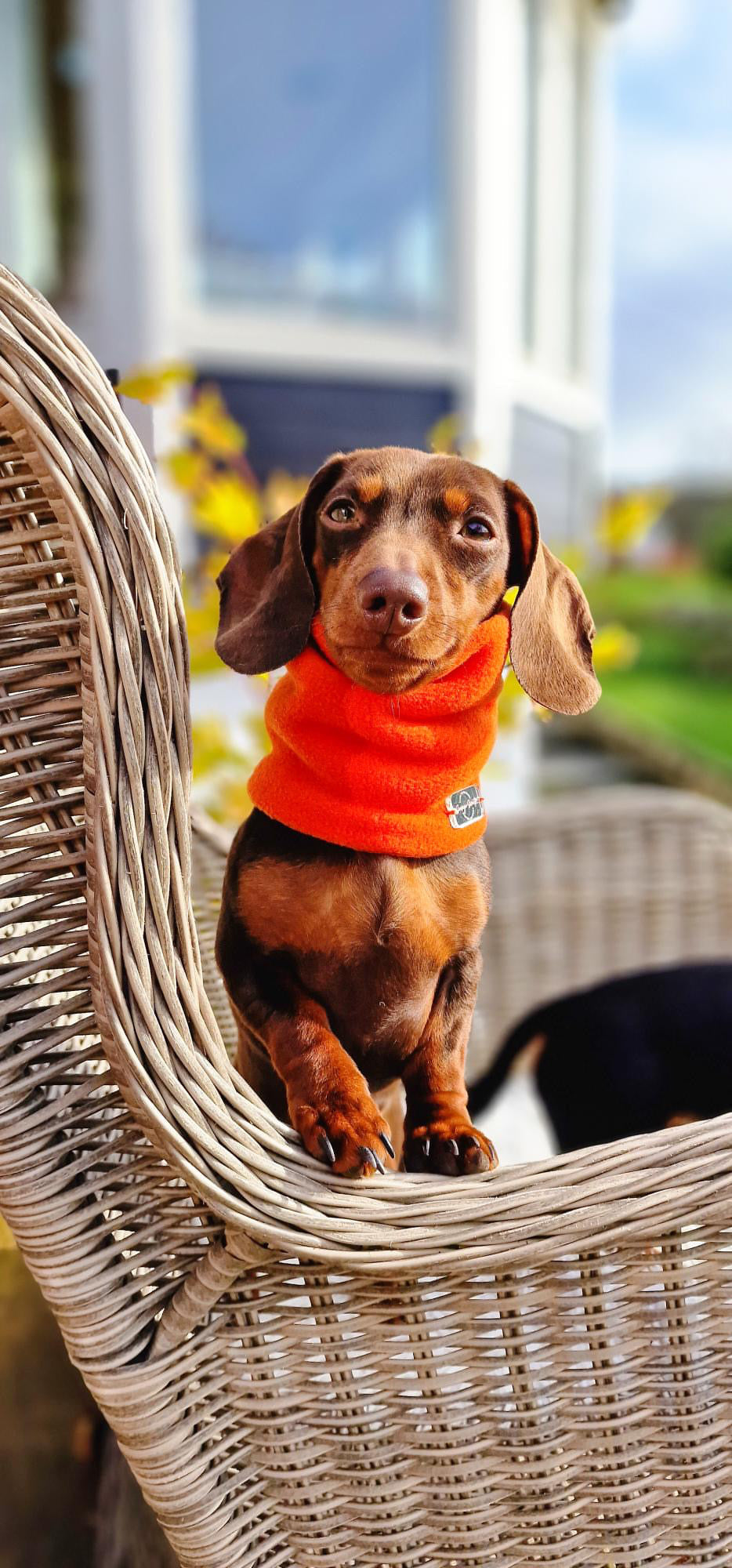 Orange Fleece Snood