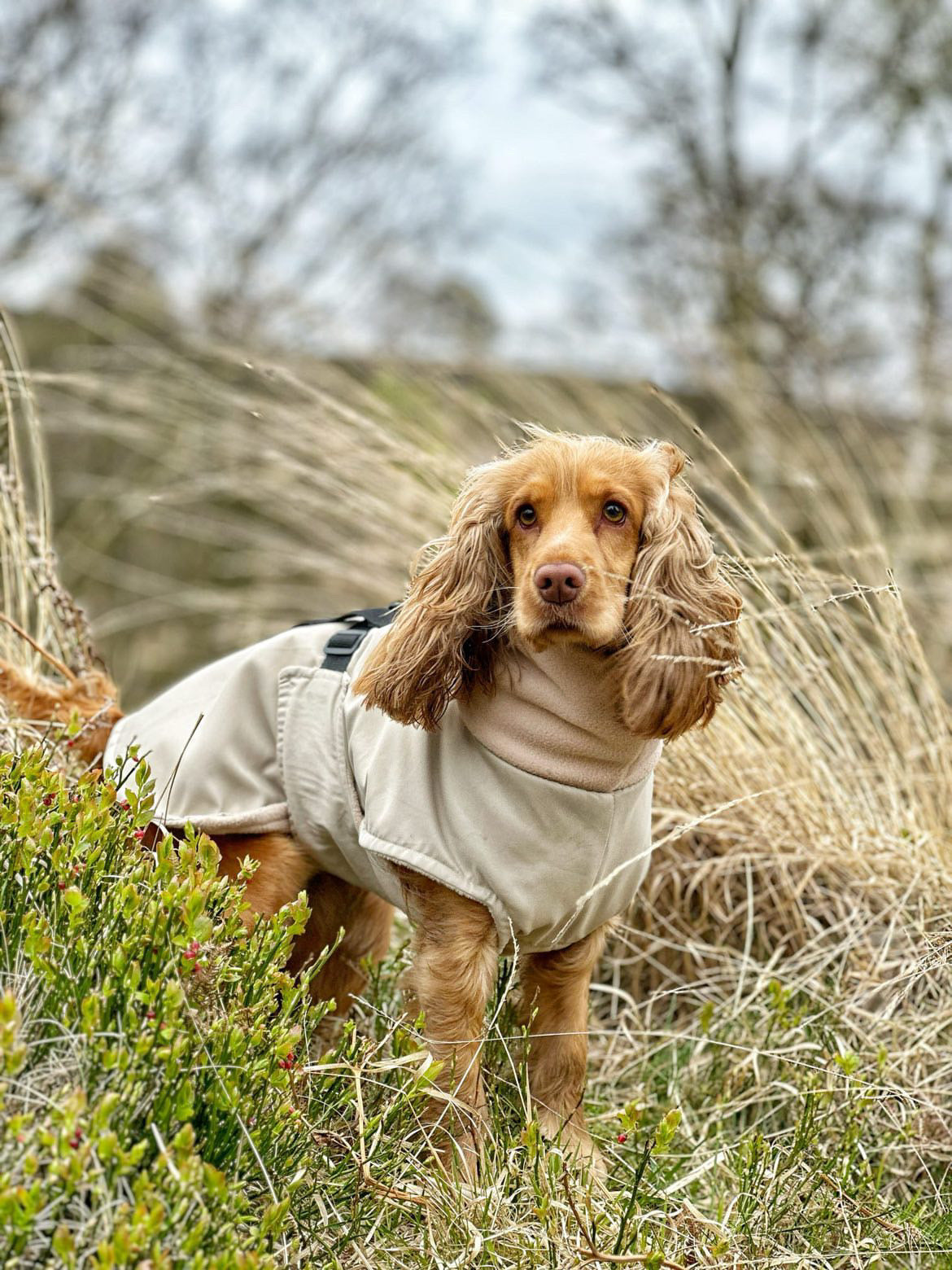 Beige Full Tummy Waterproof Jacket with Fleece Lining