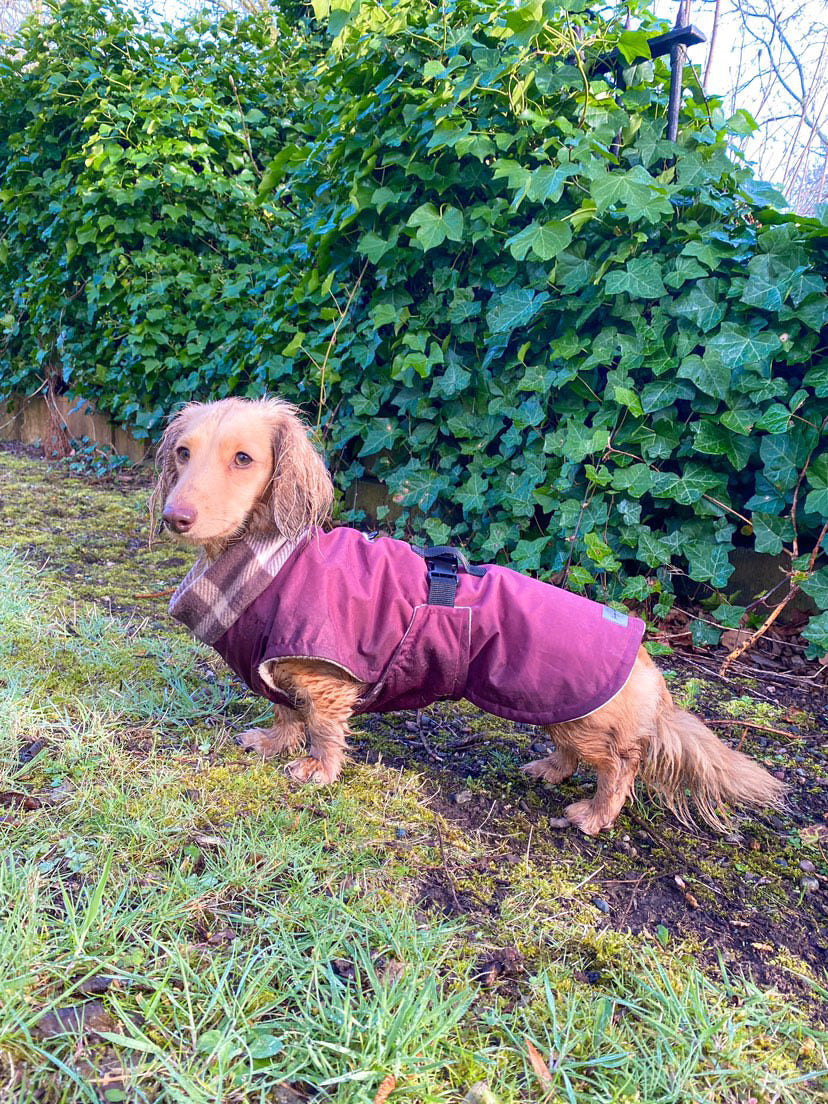 Wine Full Tummy Waterproof Jacket with Fleece Lining