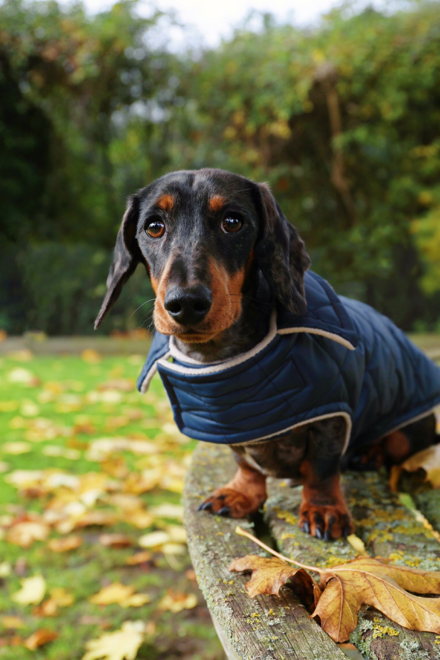 Navy Quilted Coat with Fleece Lining