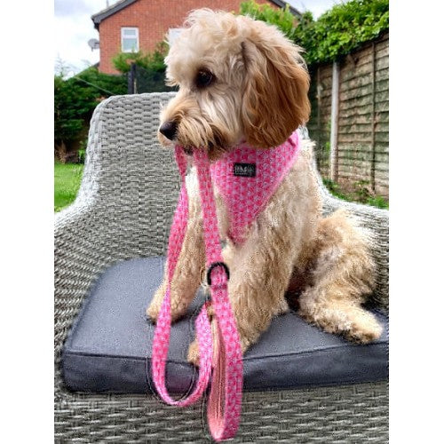 Paws Pink Quartz Matching Lead