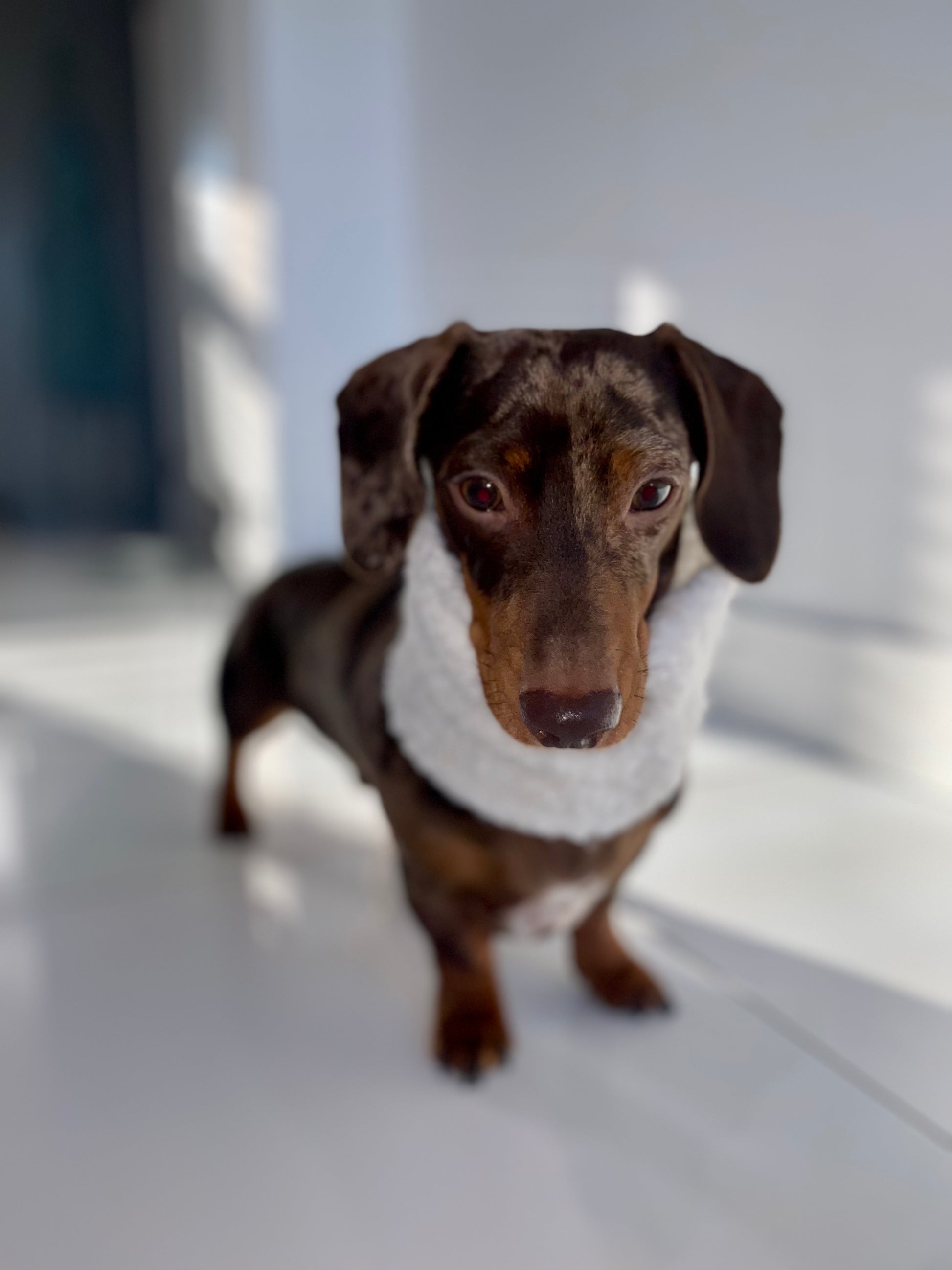 Sausage best sale dog snood